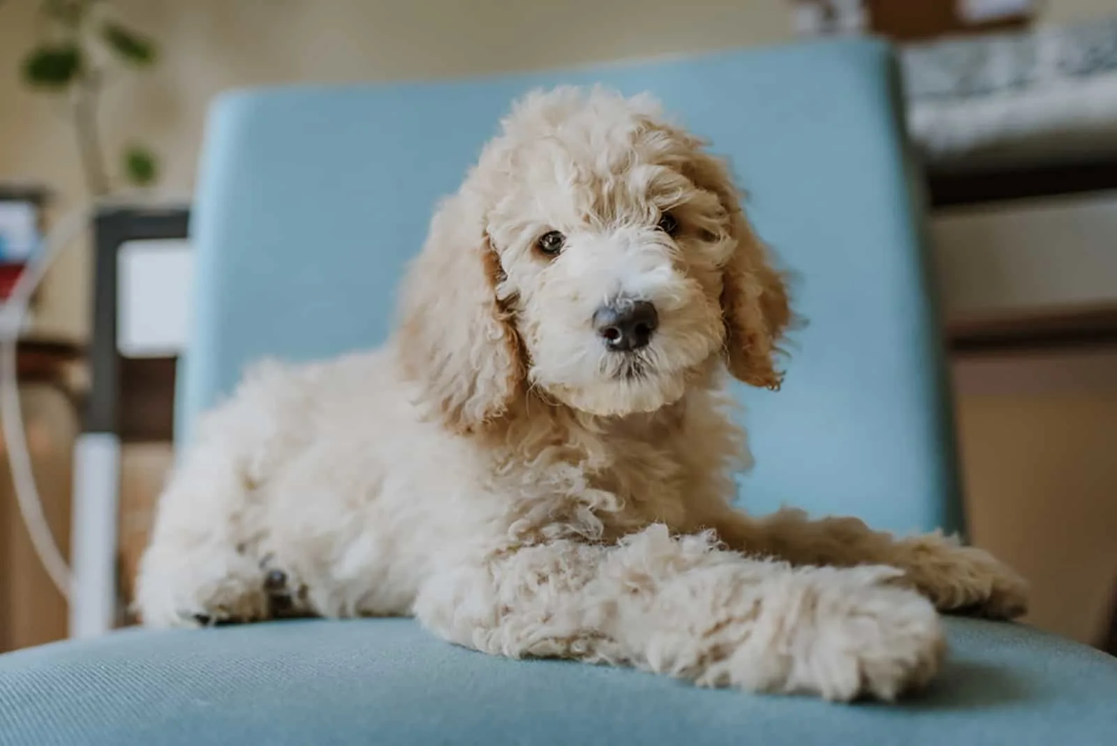labradoodle sitting on the chair