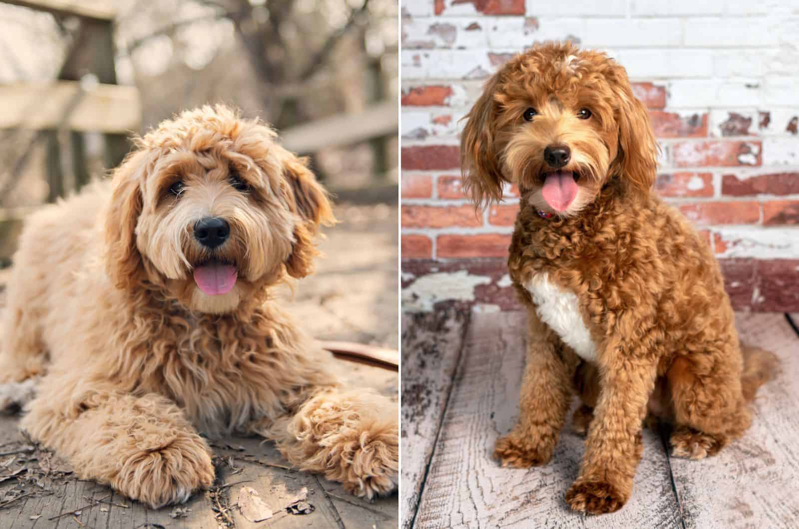 labradoodle and goldendoodle