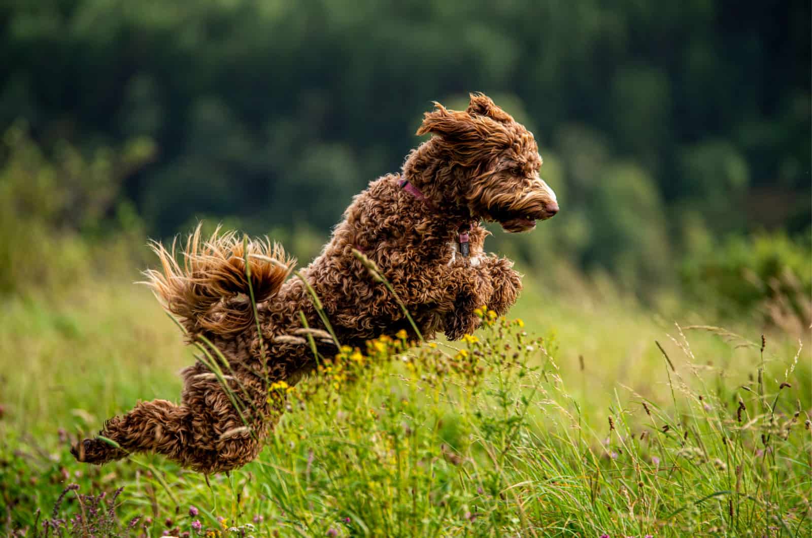 labradoodle running