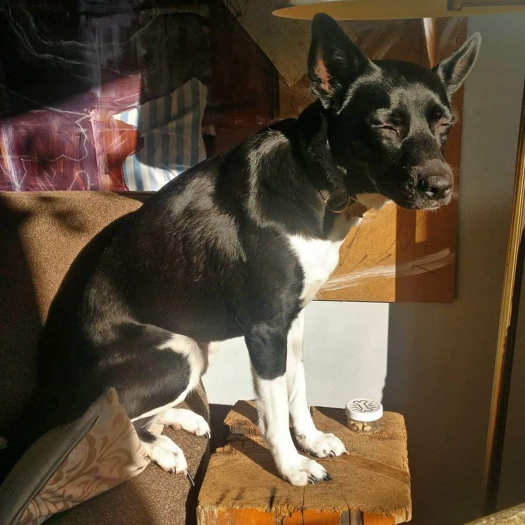 labrador rat terrier mix