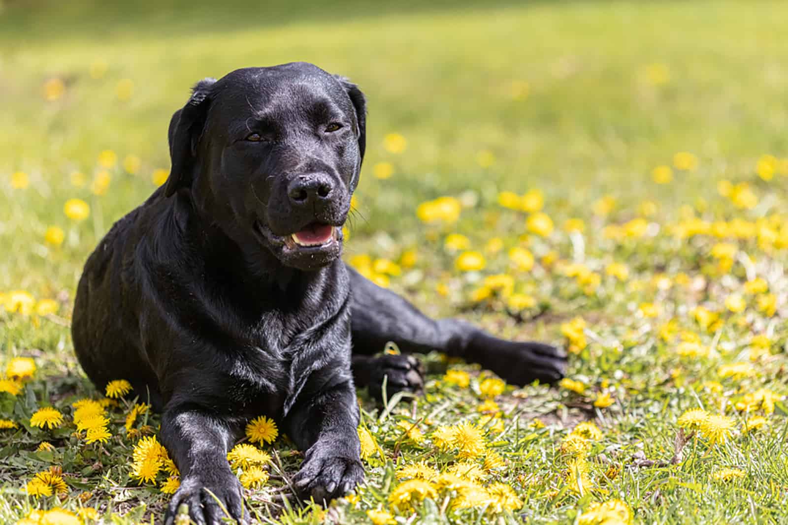 labrador retriever lying on dandelions field