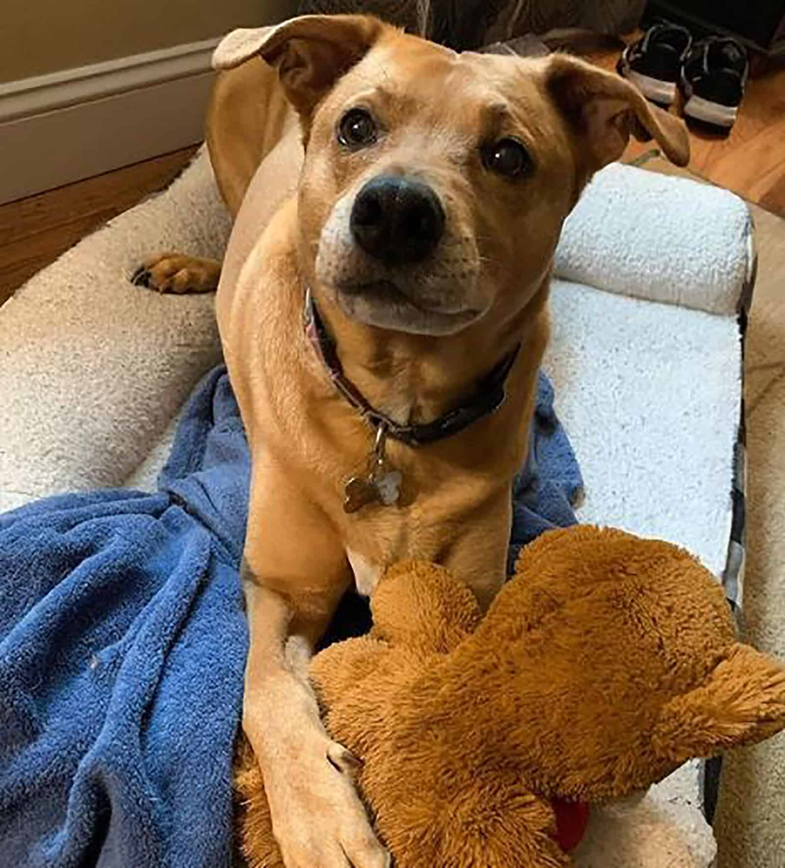 labrador retriever basenji mix playing with a toy