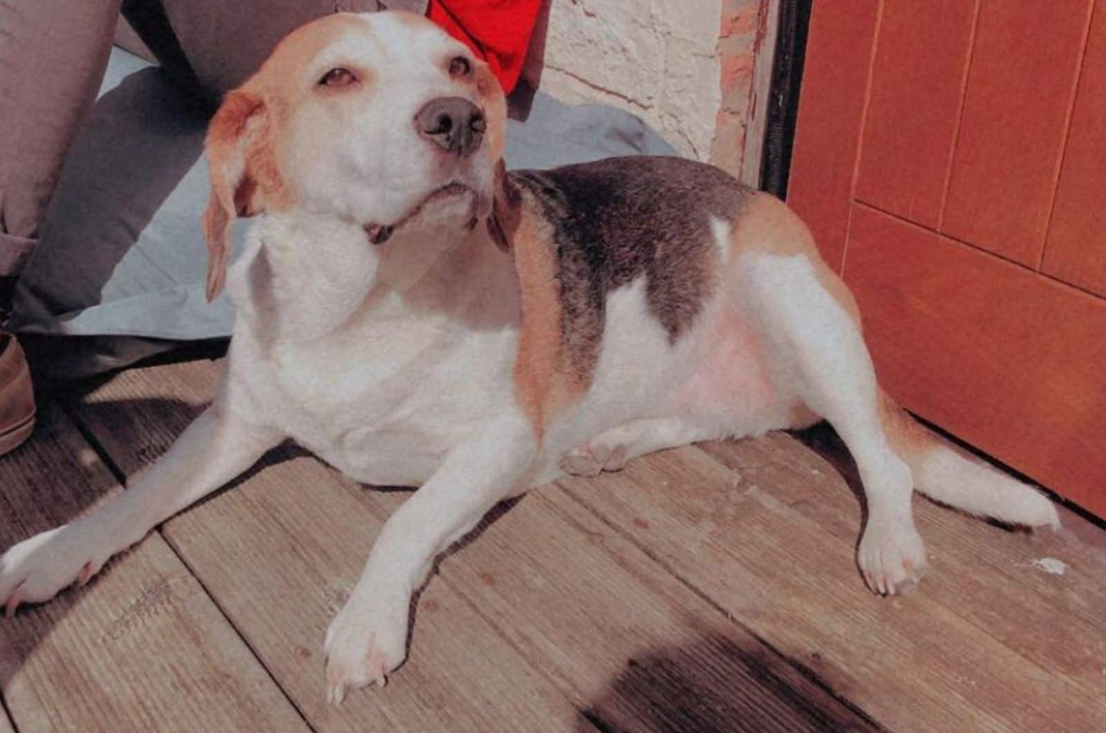 labrador retriever beagle mix lying on the porch