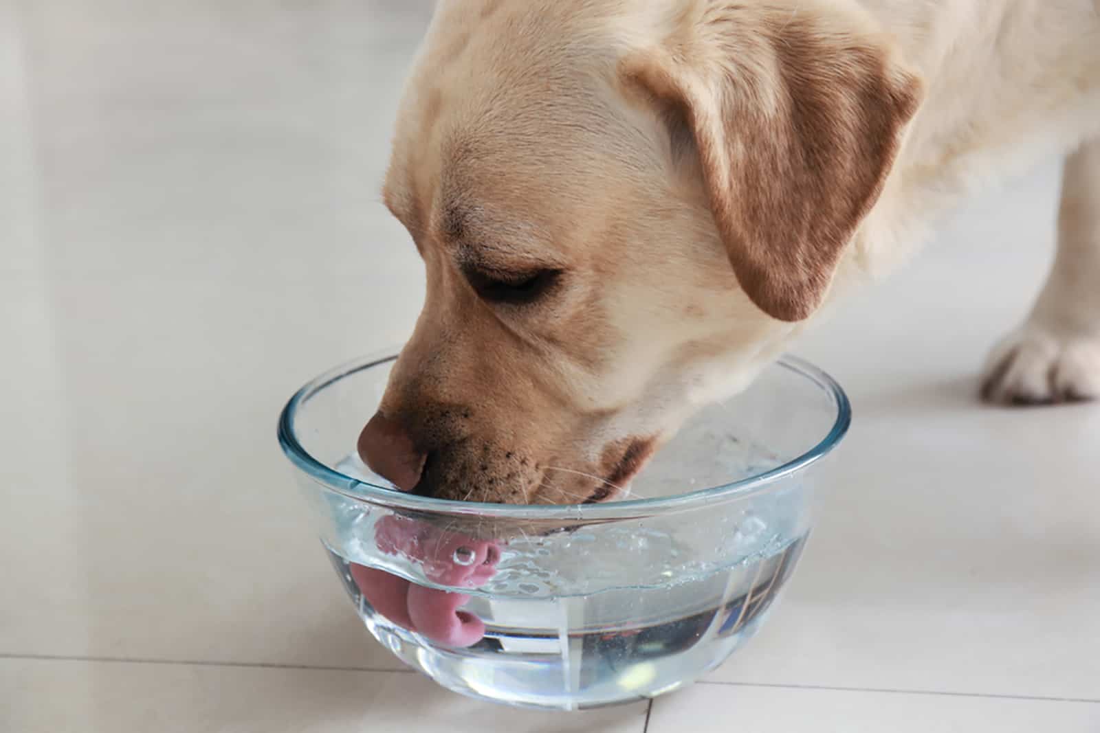 labrador retriever drinking water at home