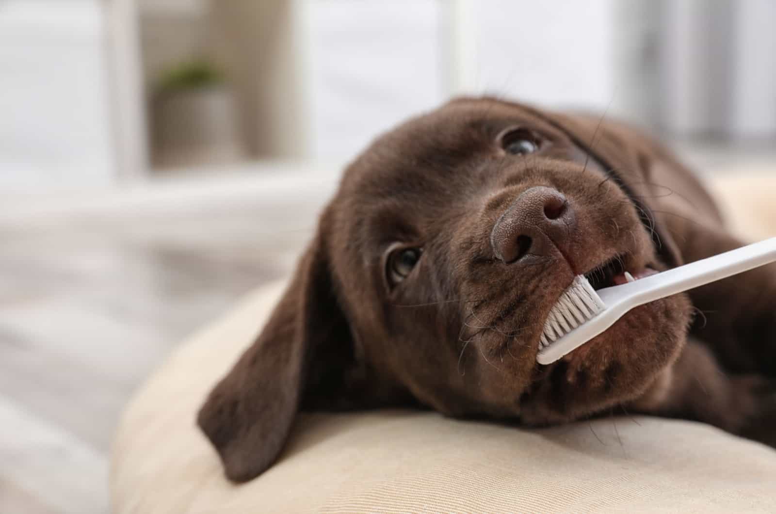 labrador retriever puppy having teeth cleaned