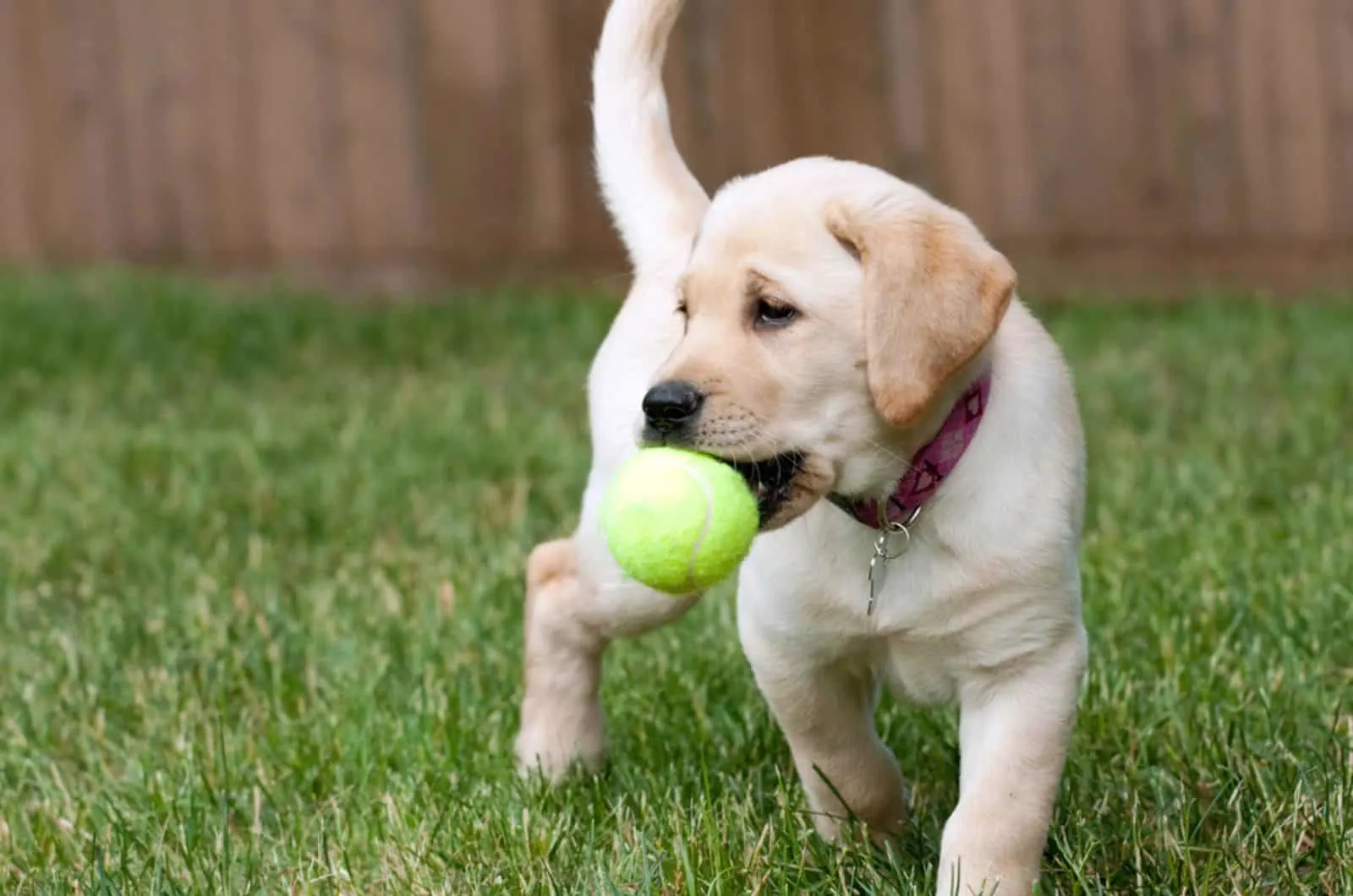 labrador retriever puppy playing with a tennis ball in the yard