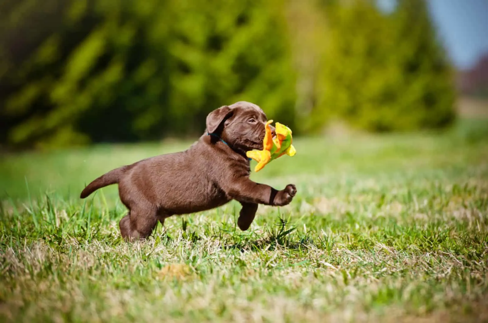 labrador retriever puppy playing in the park
