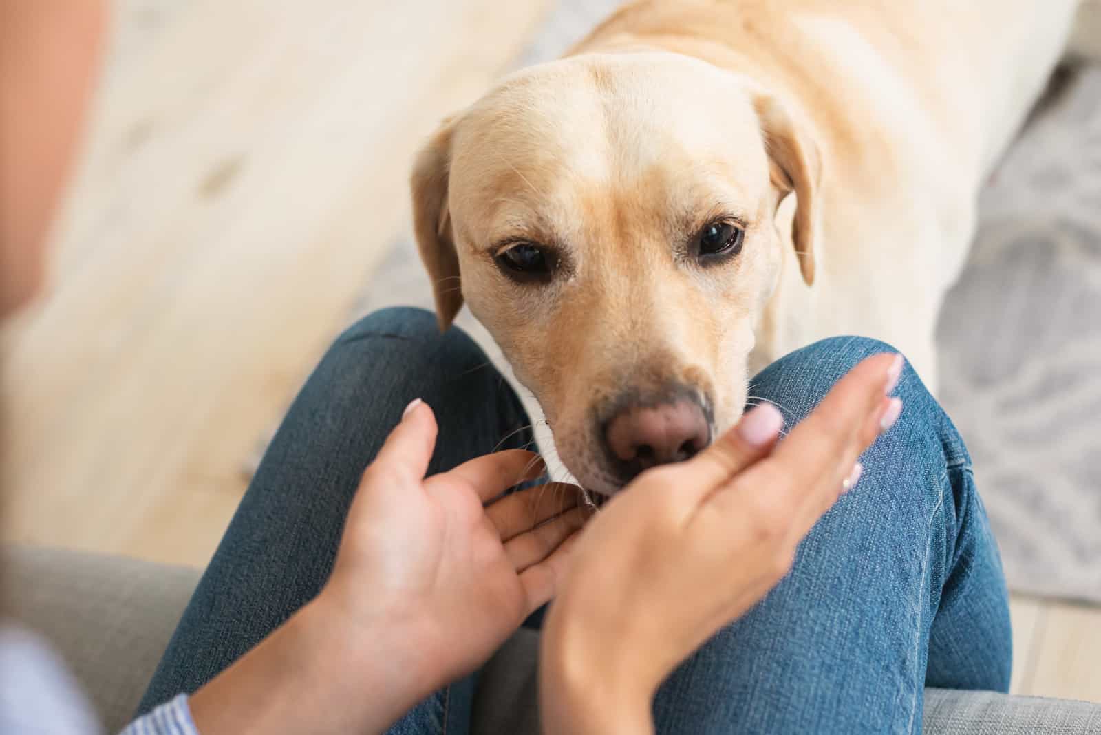 labrador retriever ready to play with his owner