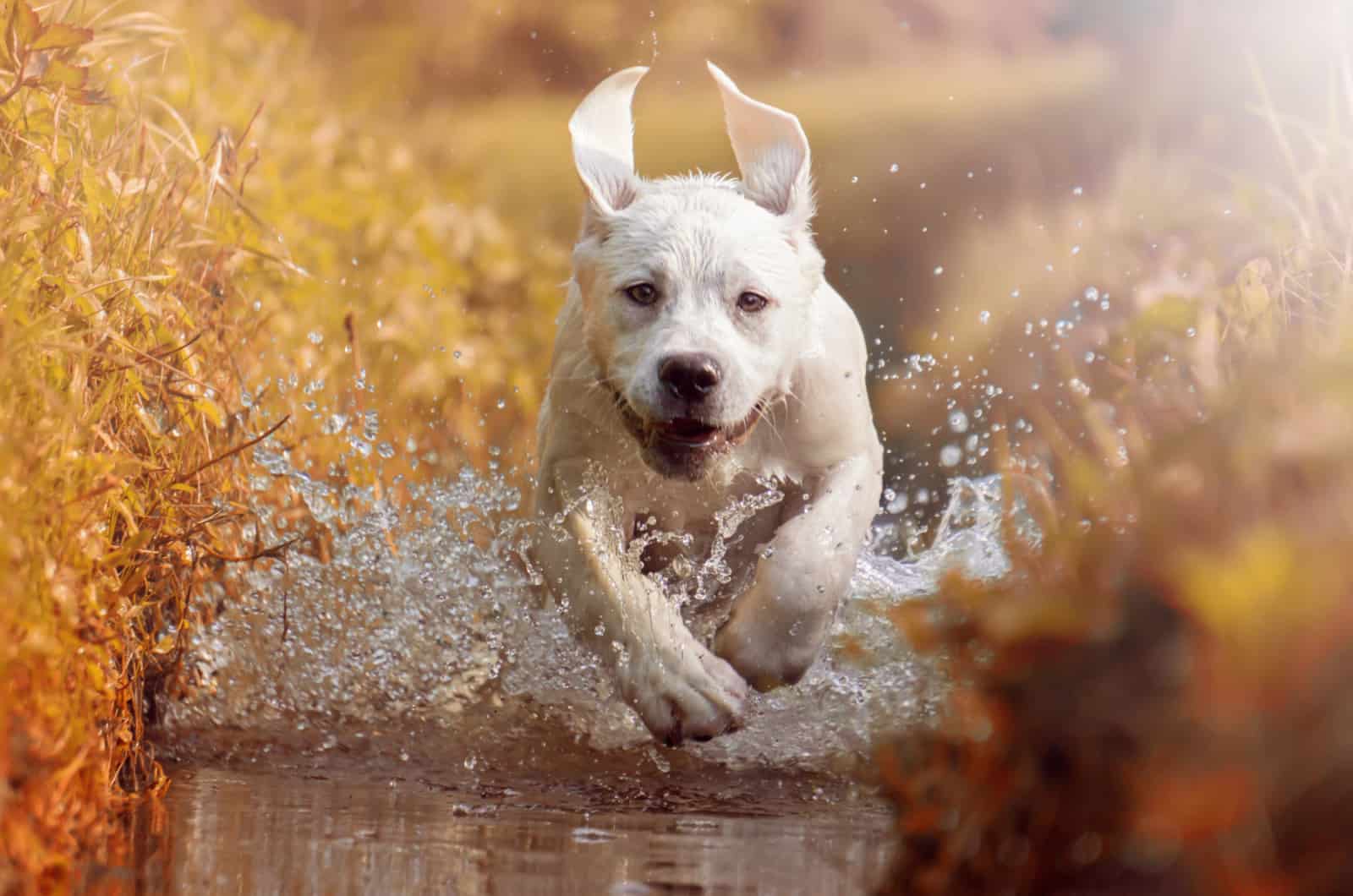 labrador retriever running