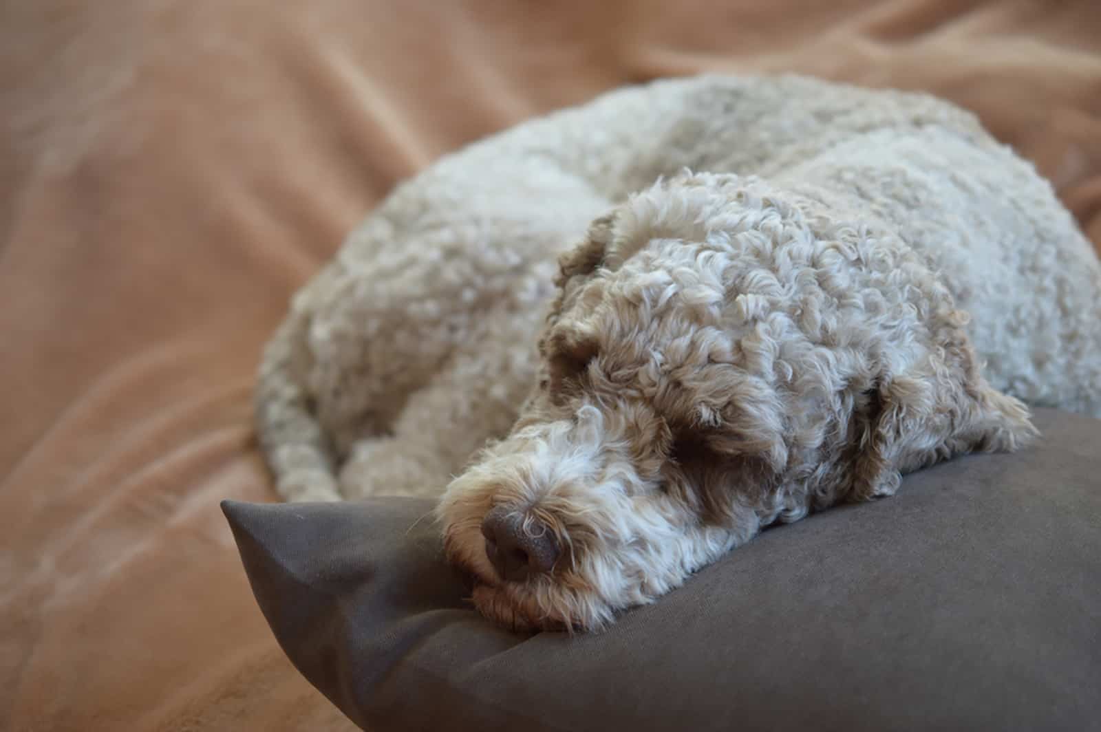 lagotto romagnolo lying on the pillow