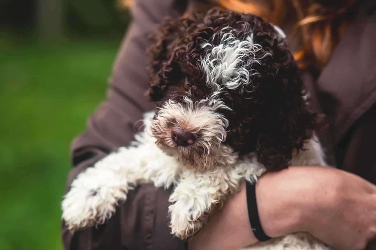 lagotto romagnolo puppy