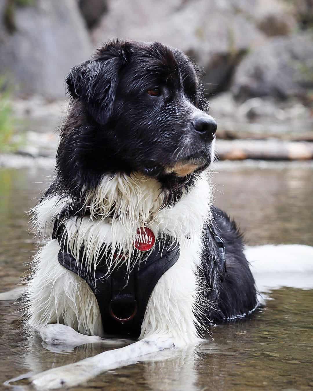 landseer newfoundland dog