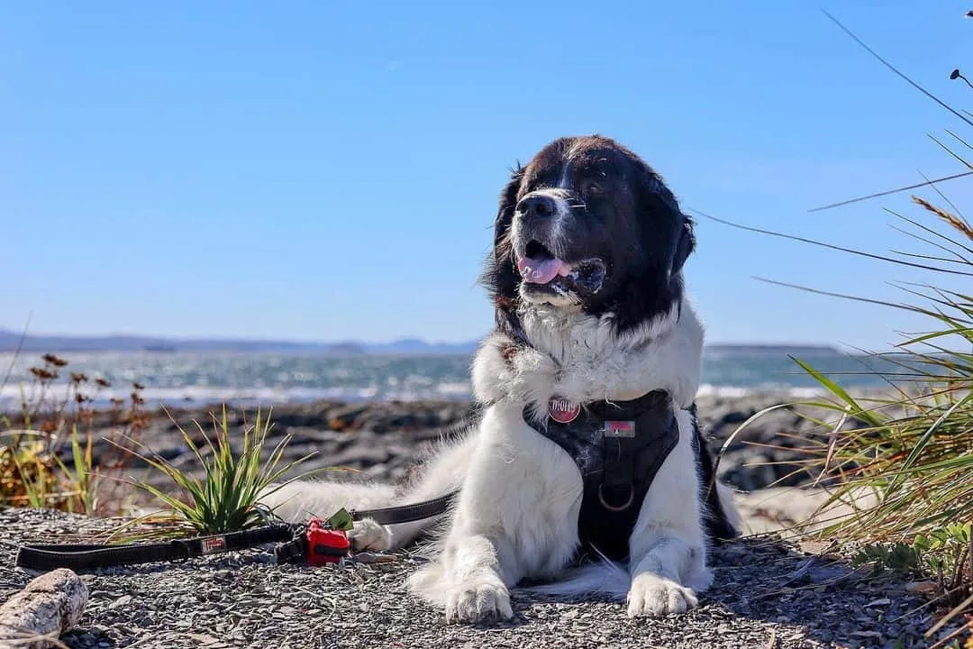 landseer newfoundland in nature