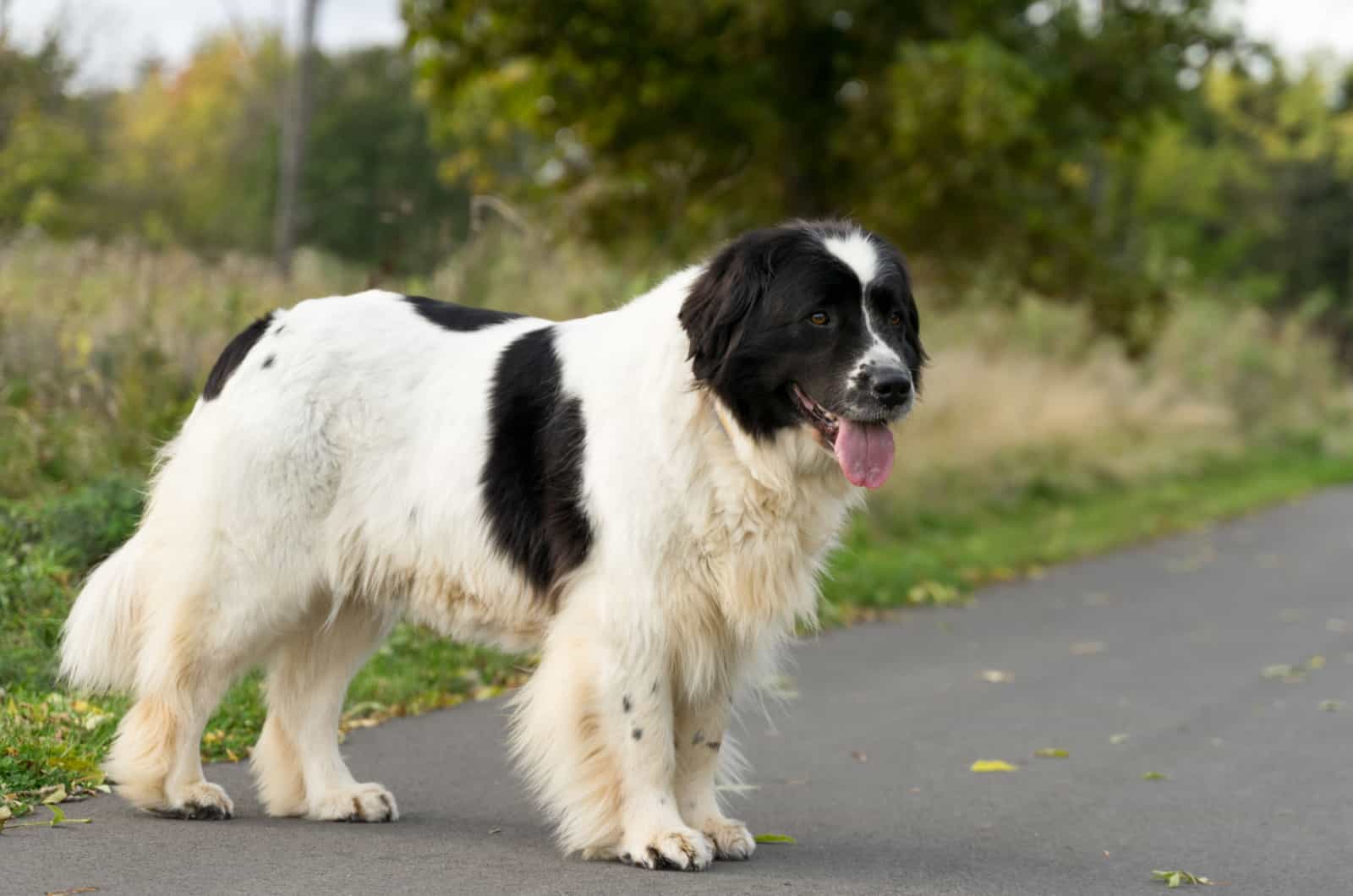 landseer newfoundland