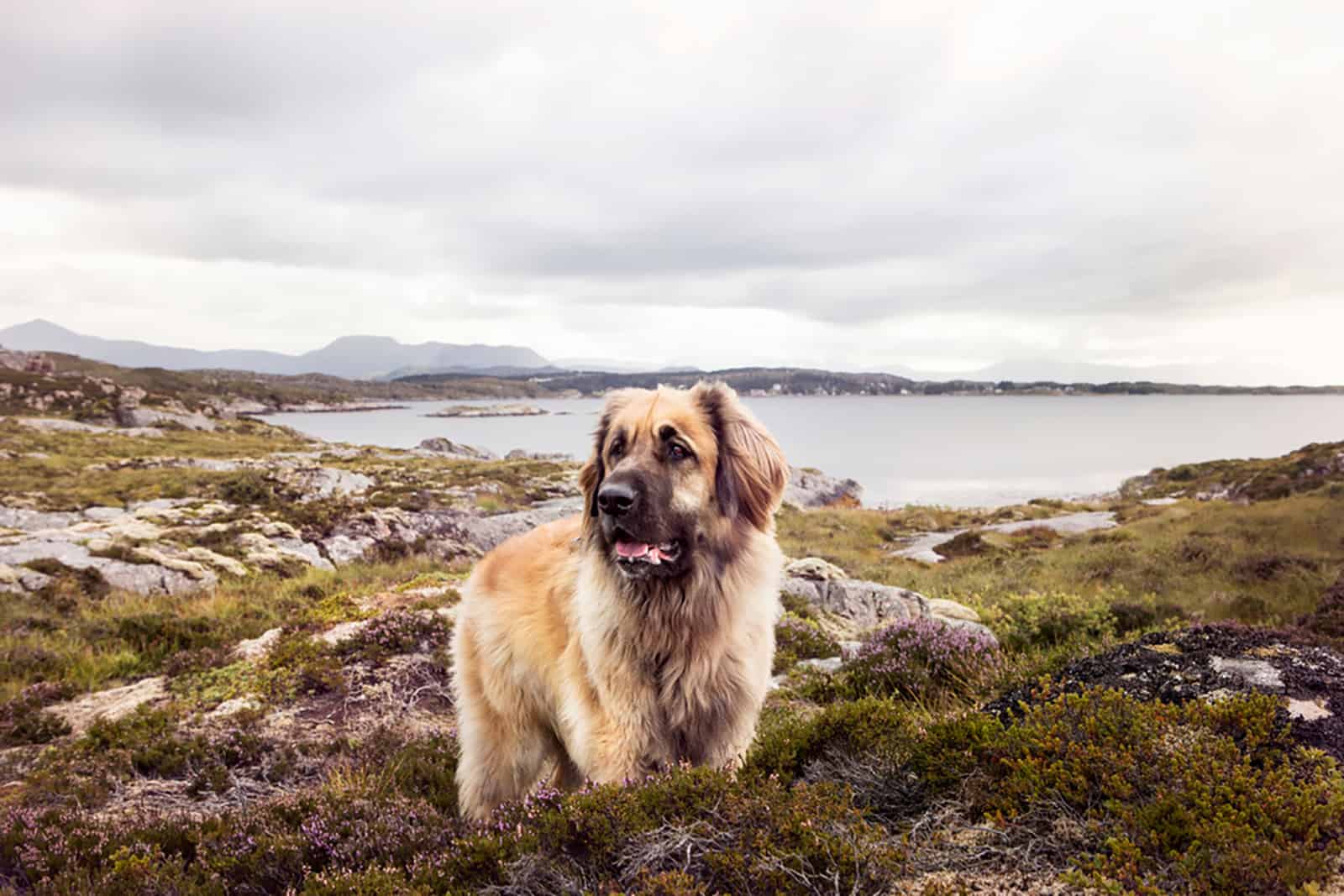 leonberger dog standing in nature
