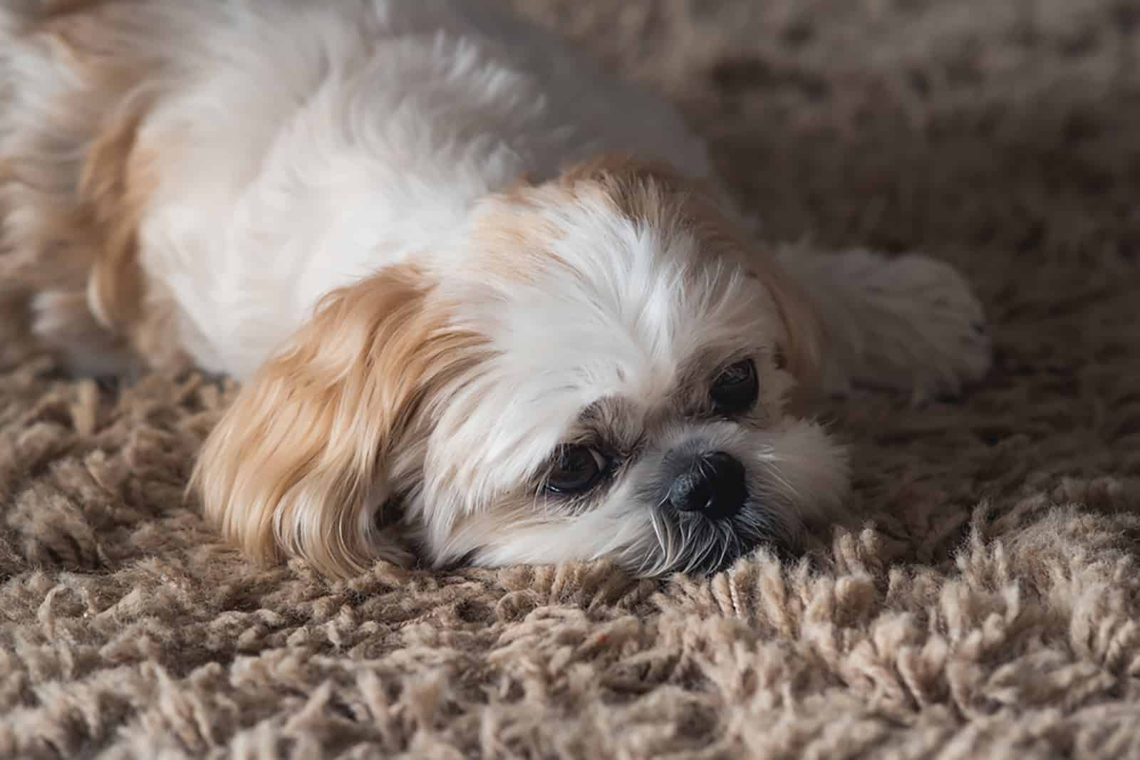 lhasa apso lying on a rug