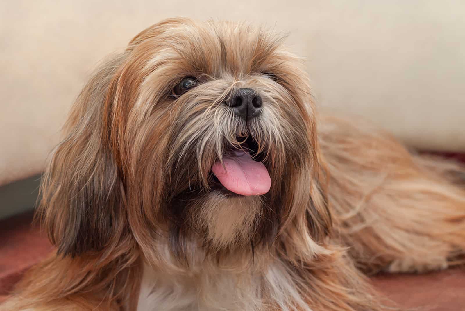 lhasa apso lying indoors