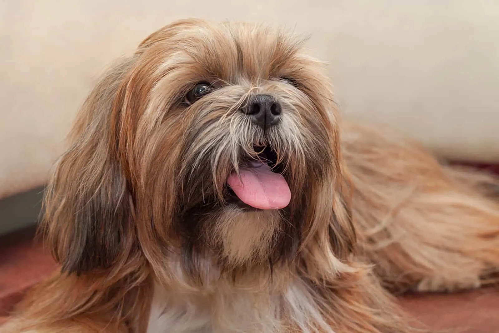 lhasa apso lying indoors