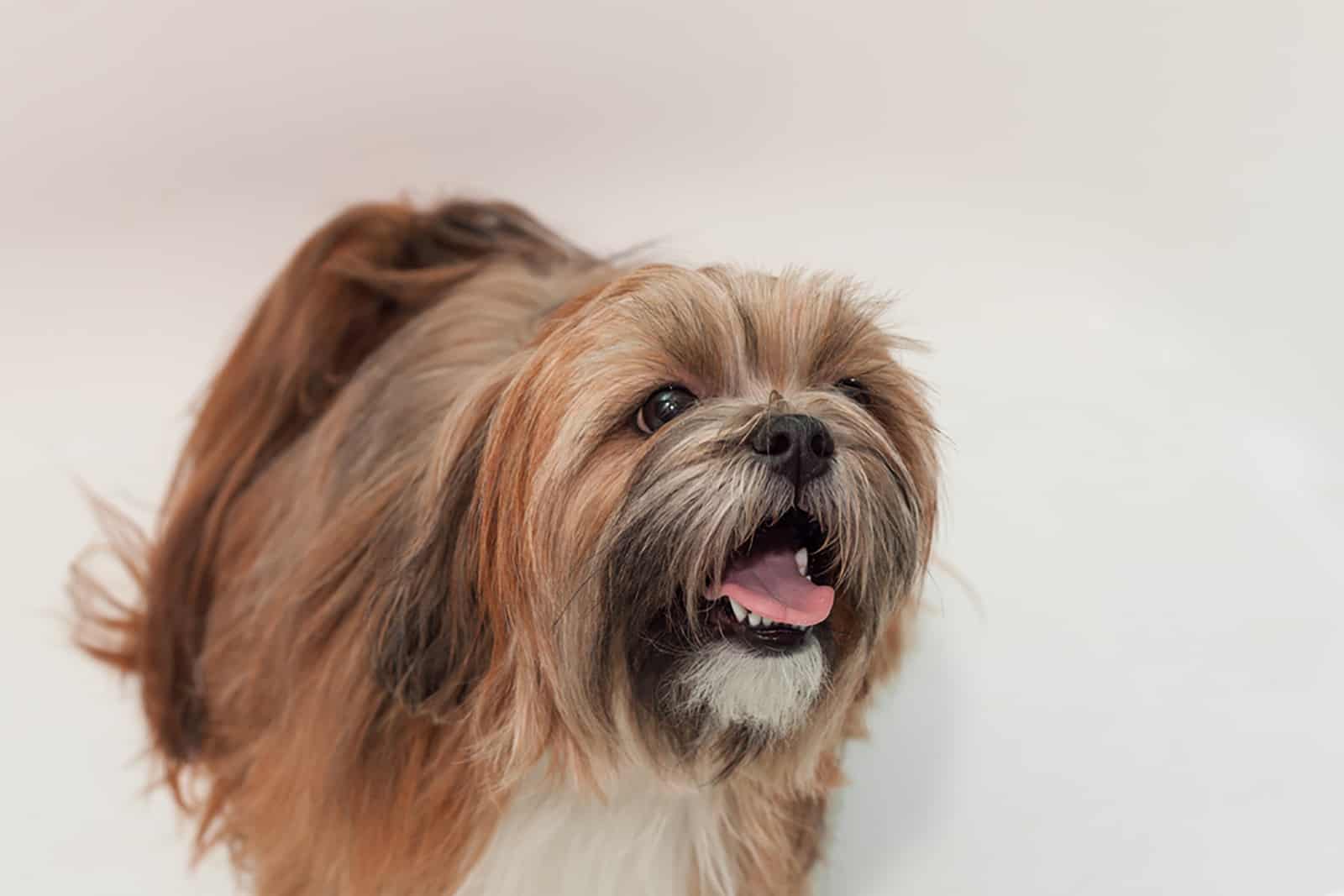 lhasa apso dog