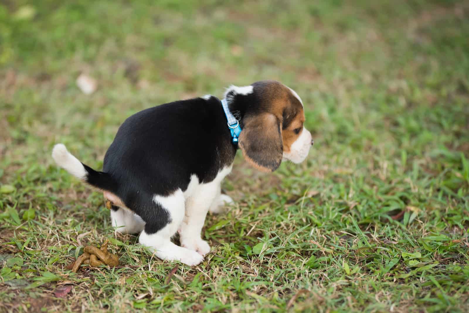 little puppy pooping on grass