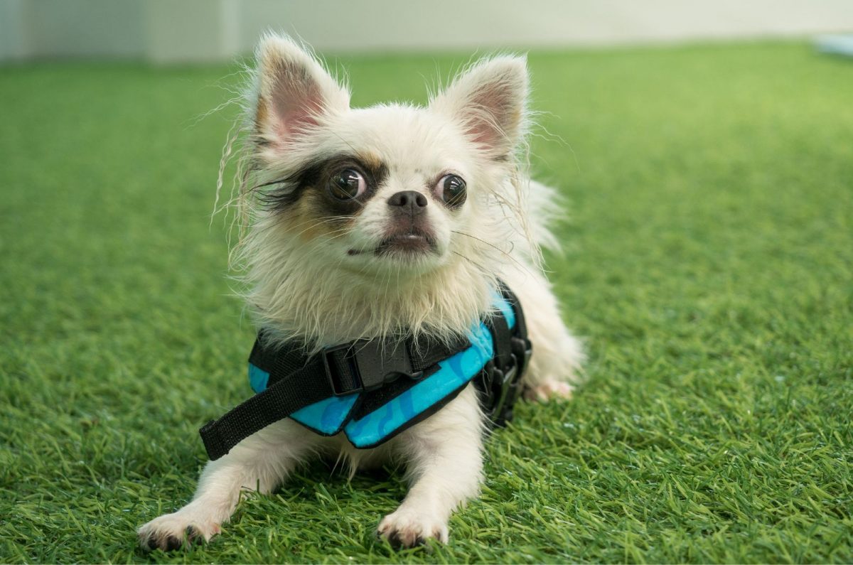 Top 5 Apple Head Chihuahua Breeders in the U.S.