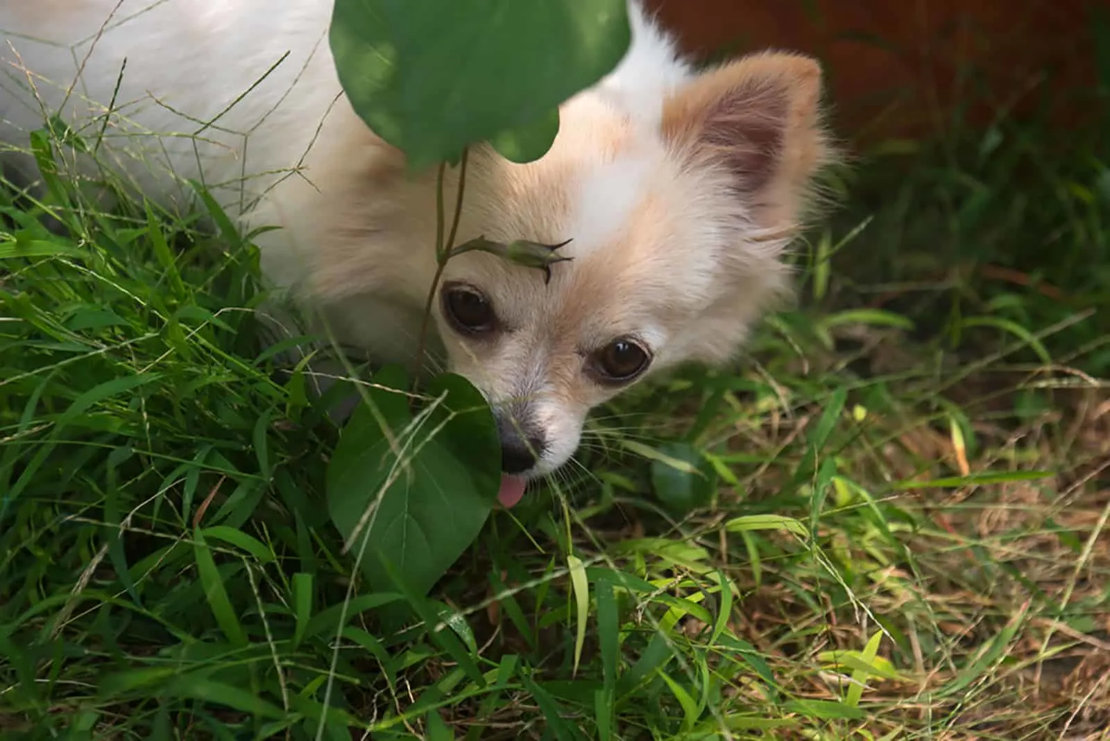 long haired chihuahua hiding in the garden 