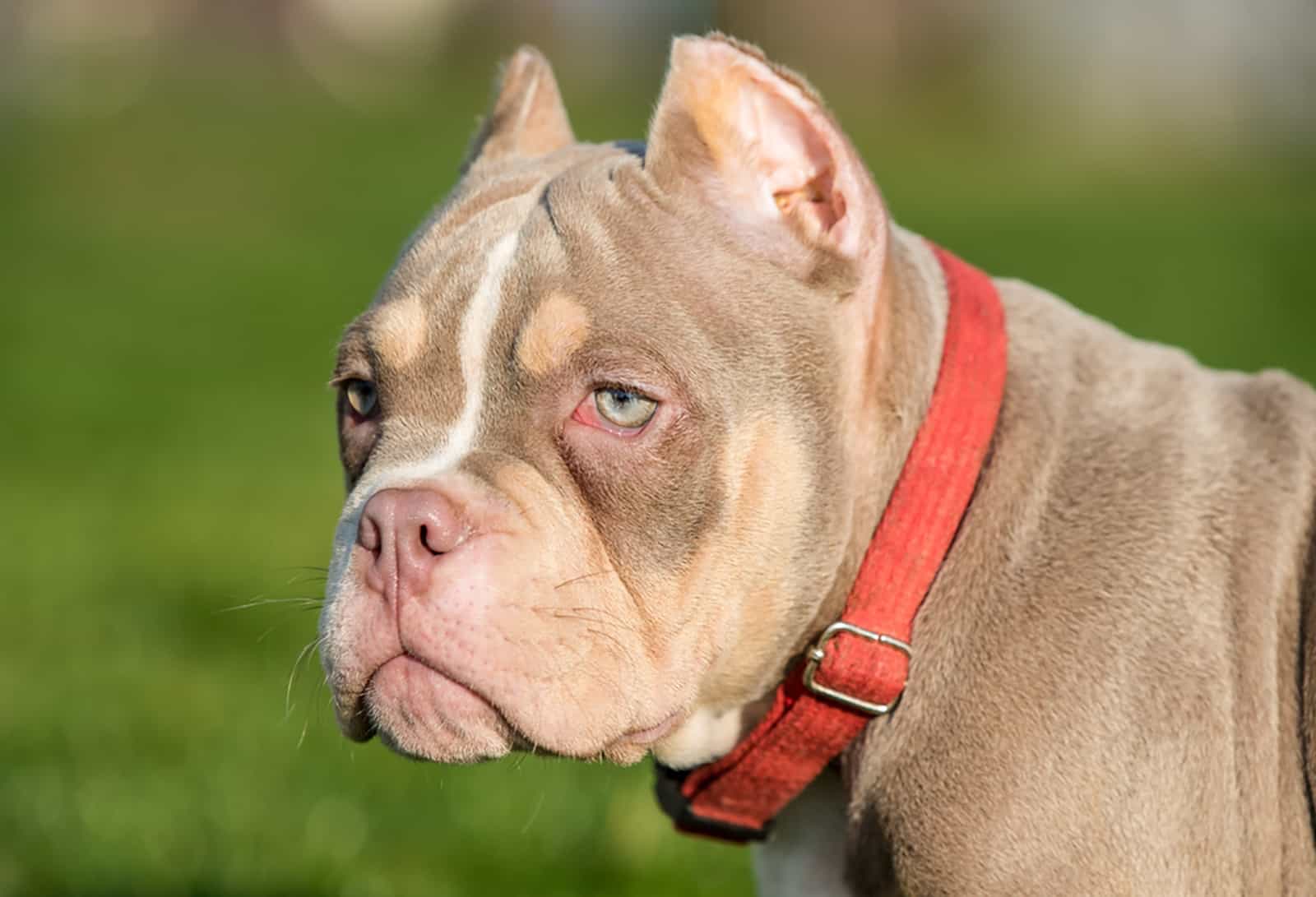 male american bully outdoors