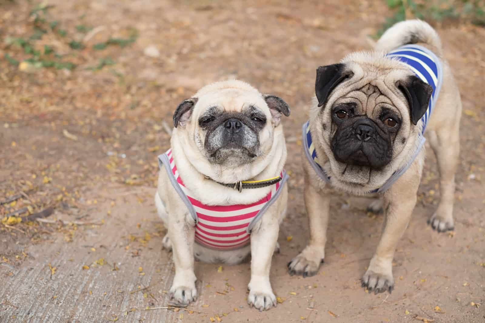 male and female pug dogs standing outdoors