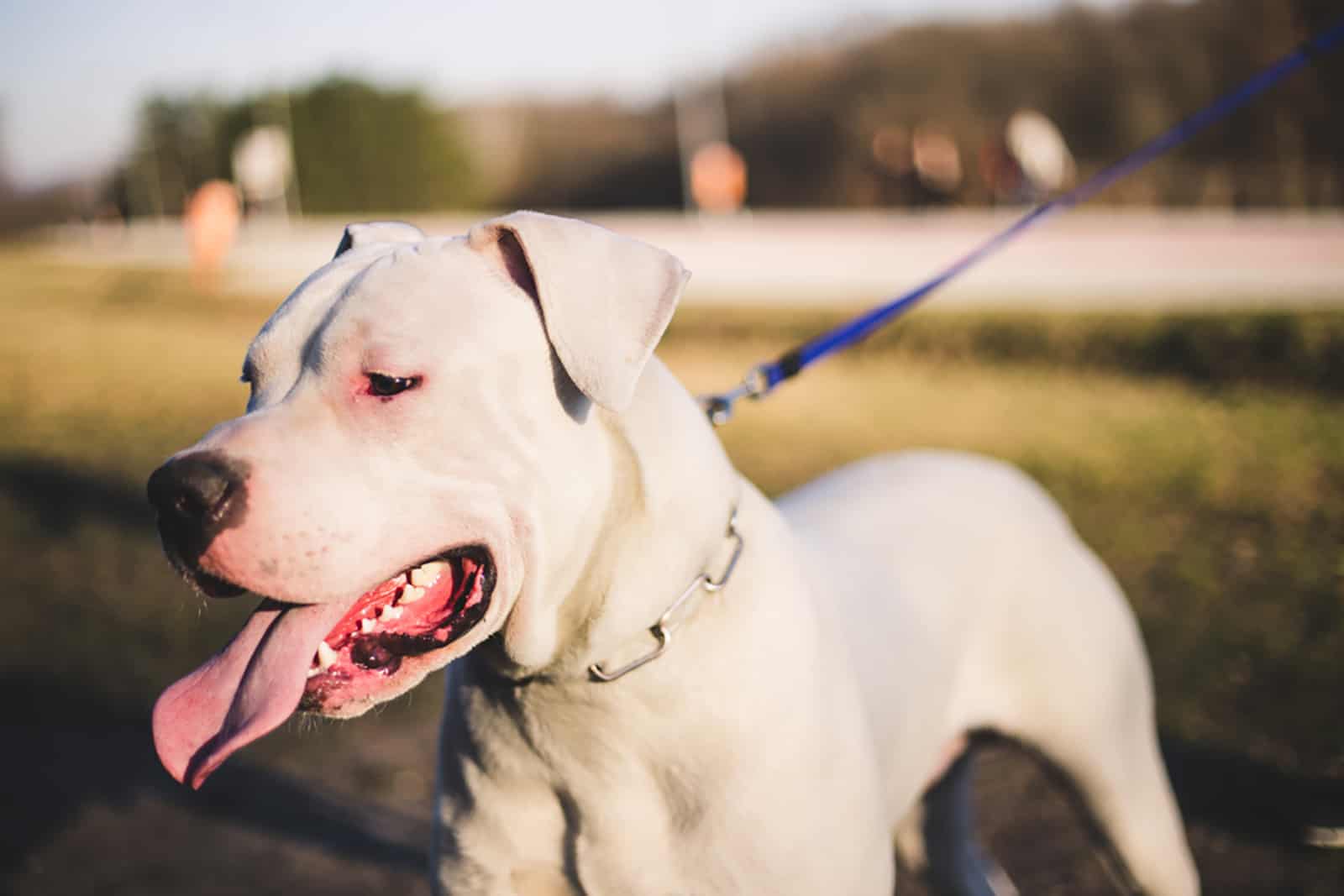 male dogo argentino on a leash