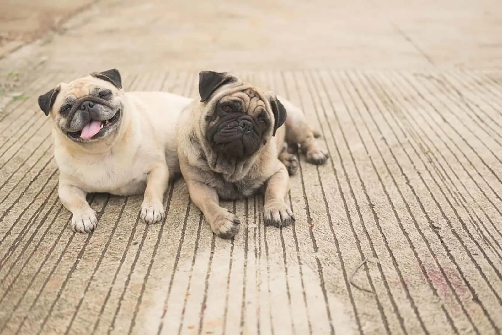male pug dog laying in front of female pug on road