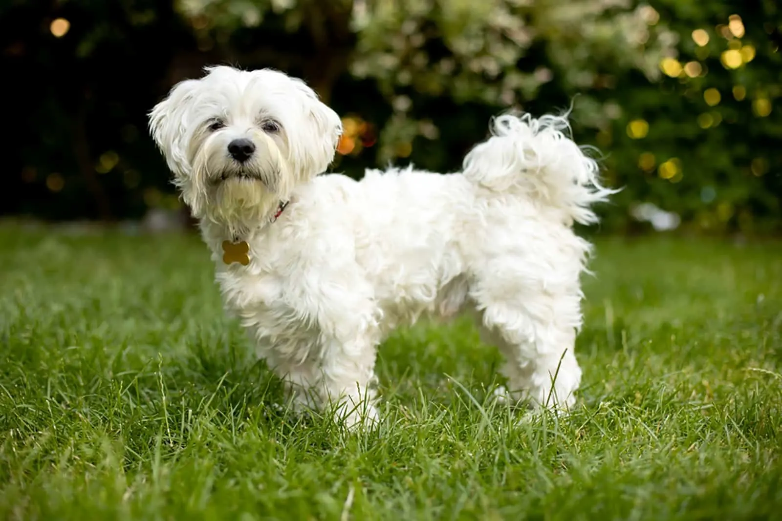 maltese dog standing in the garden