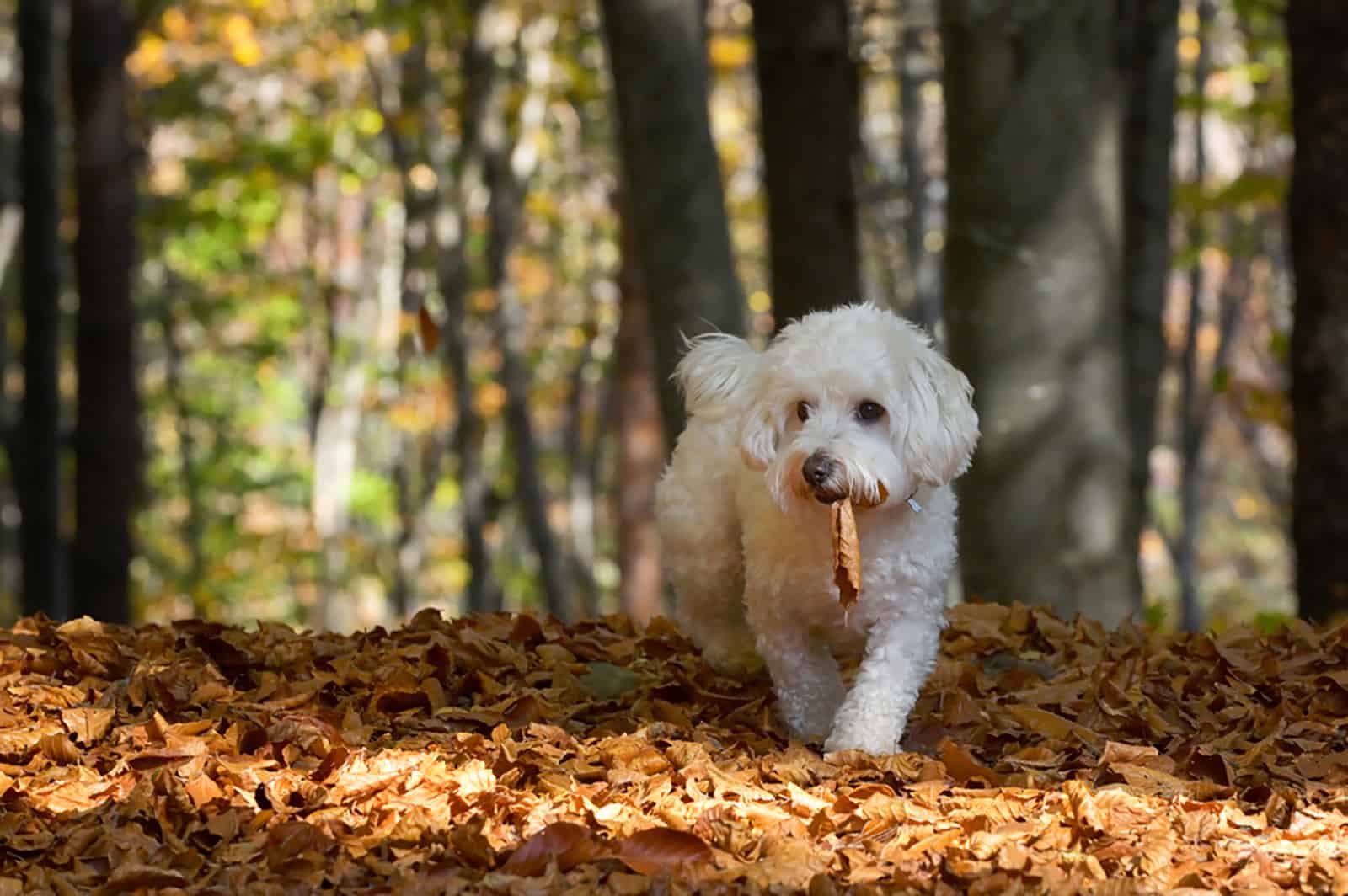 maltese dog playing in the park in autumn
