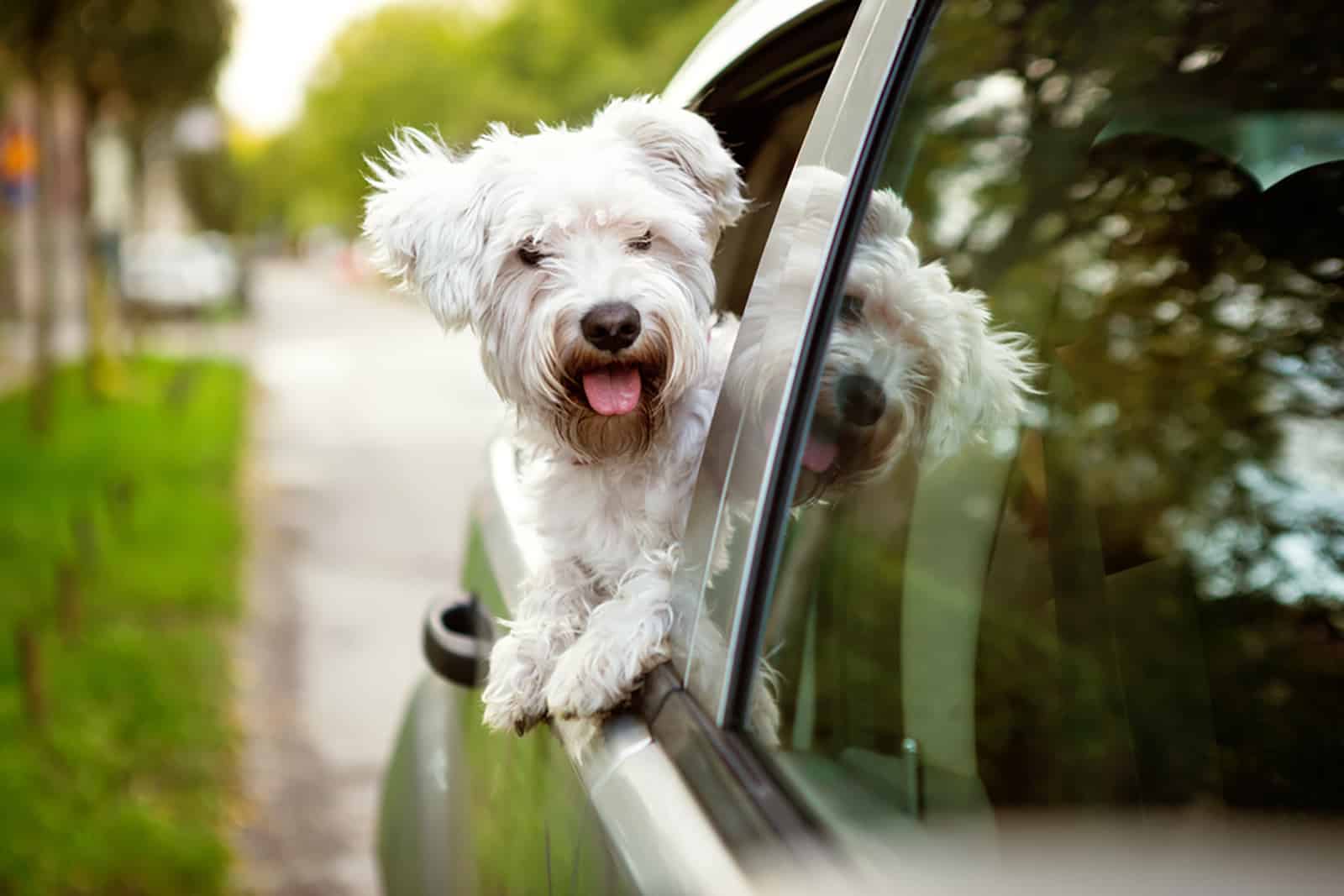 maltese puppy looking out the car