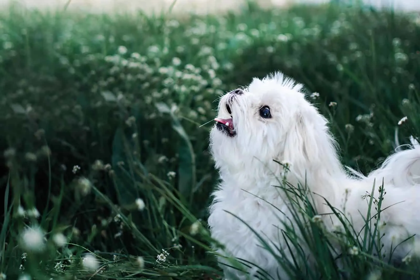 maltese dog in the field