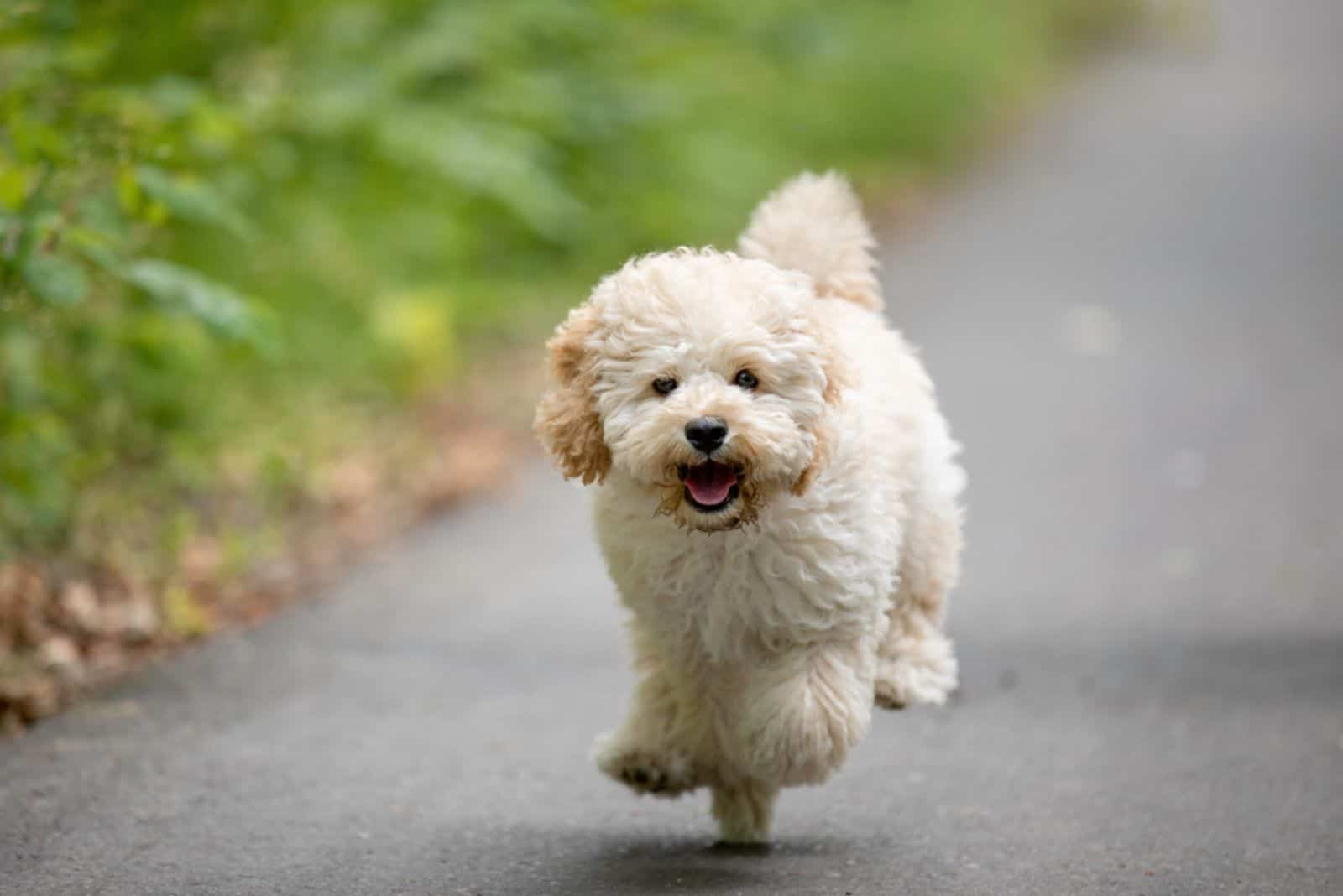 maltipoo running in the woods