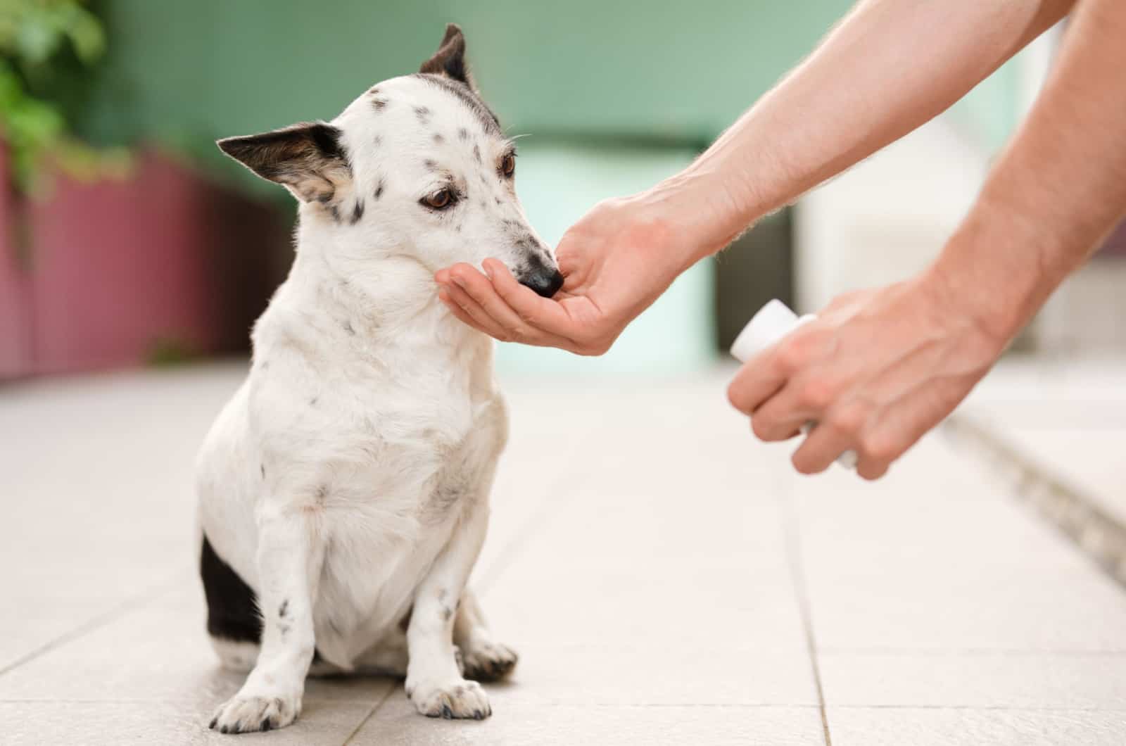 man giving medicine to his dog