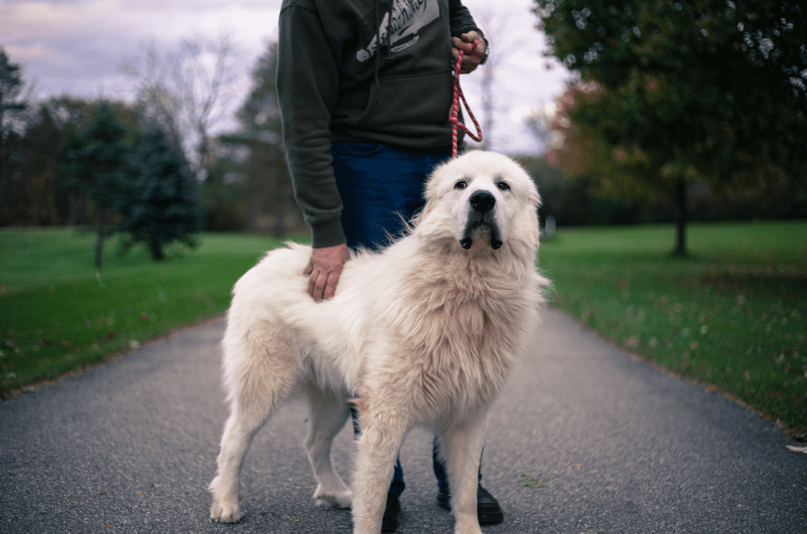 man walking great pyrenees