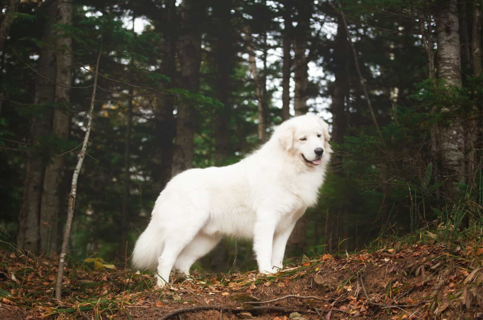 maremma dog