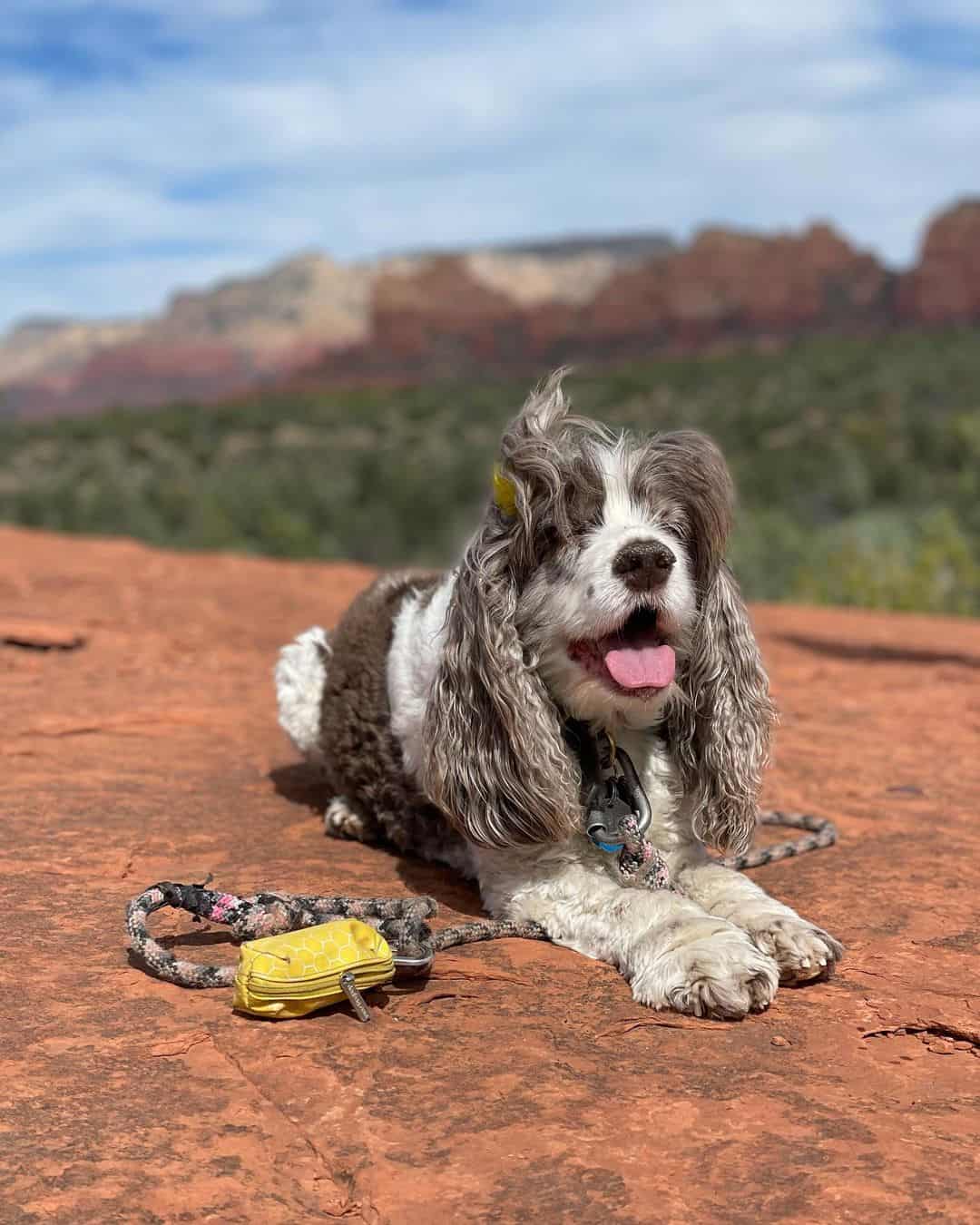 merle cocker spaniel in nature