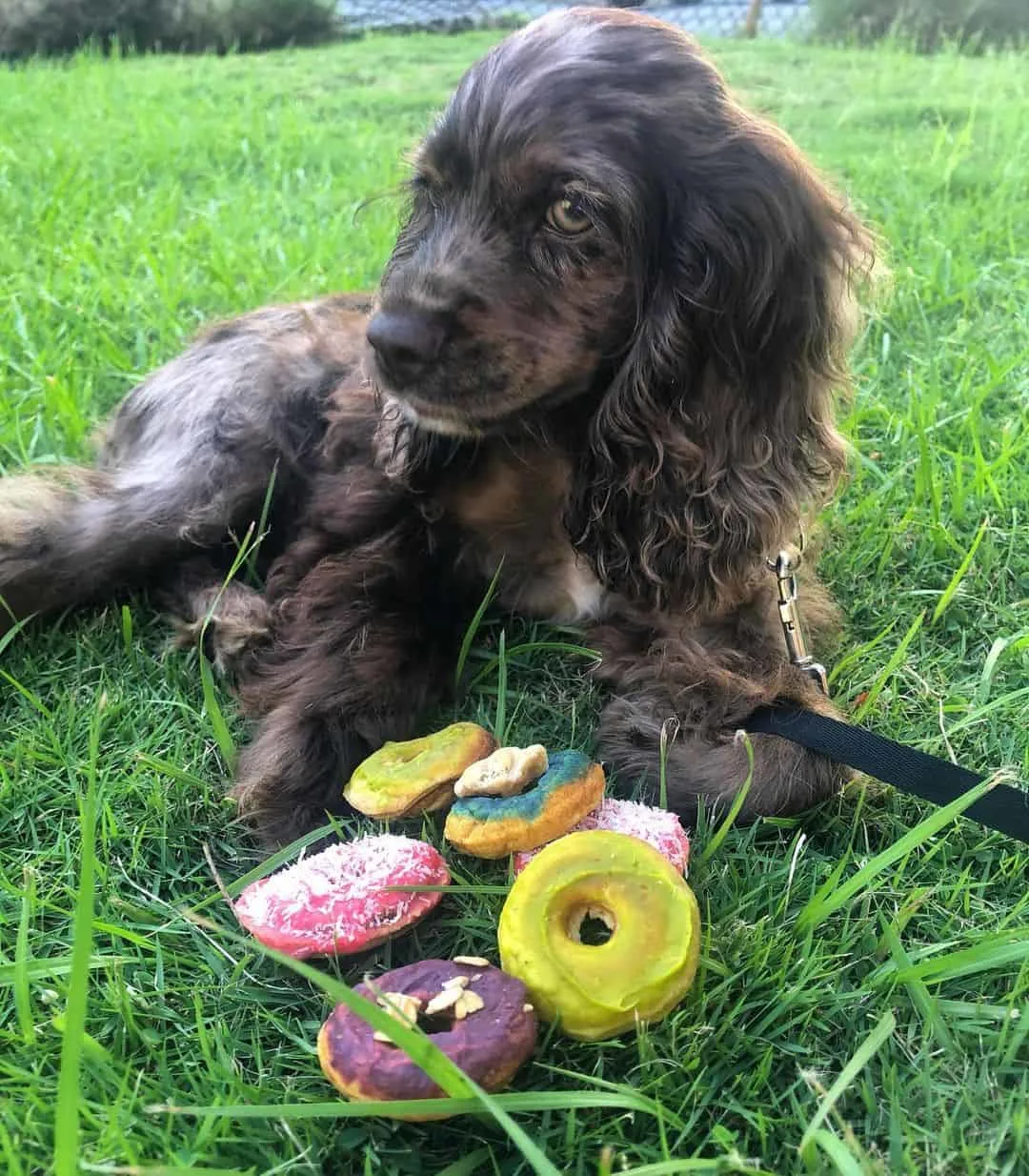 merle cocker spaniel with toys