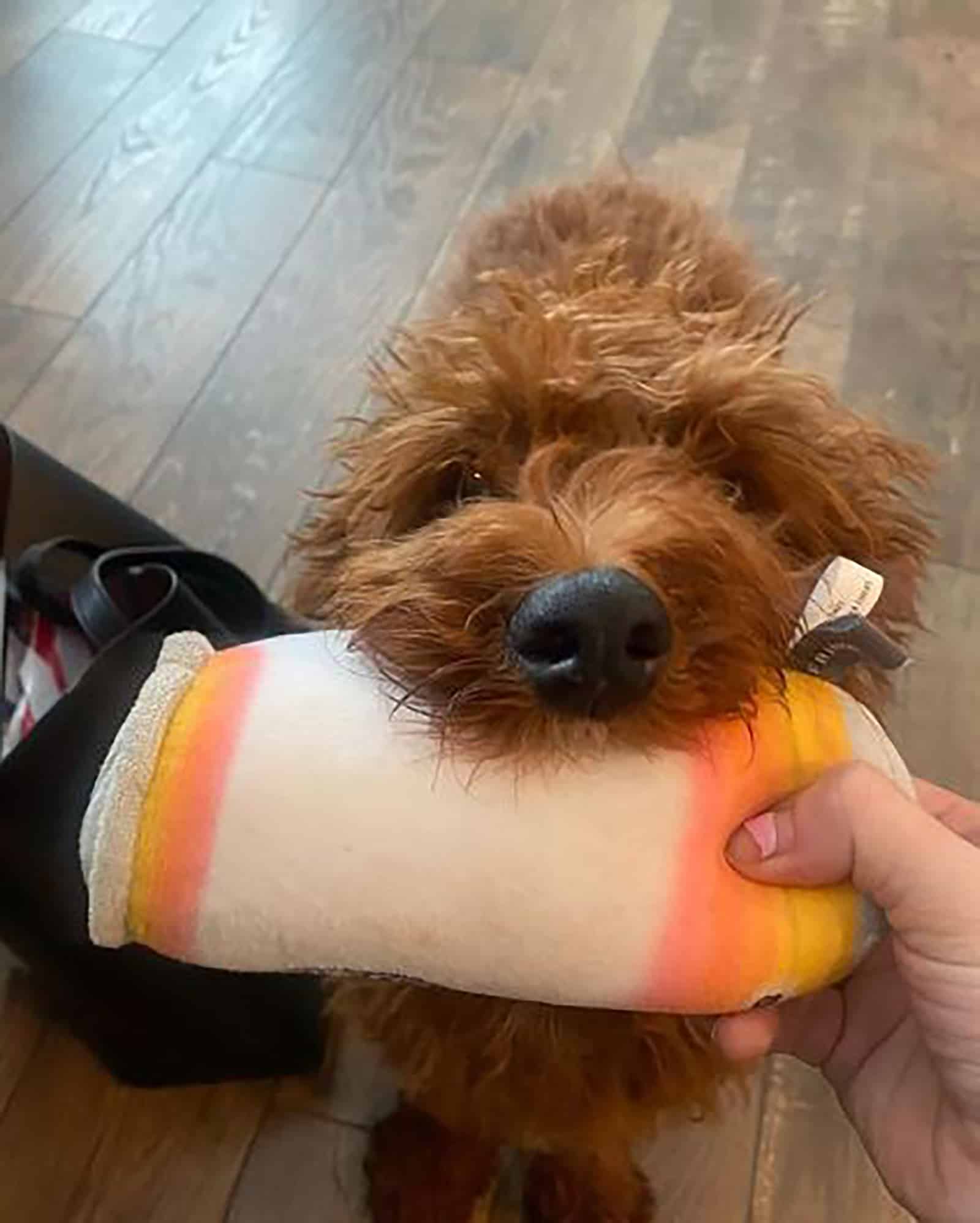 mini irish doodle playing with his owner