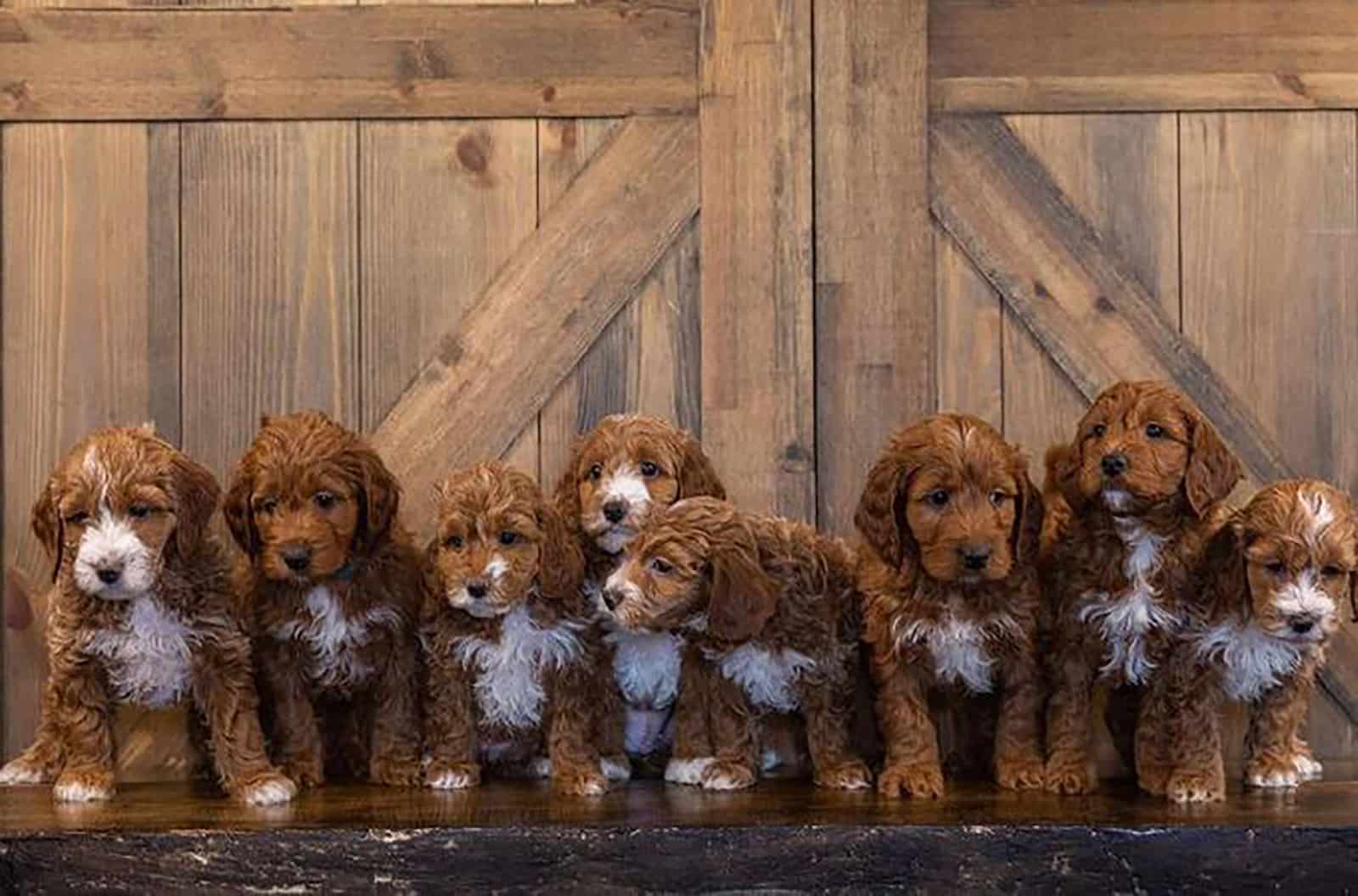 mini irish doodle puppies sitting together