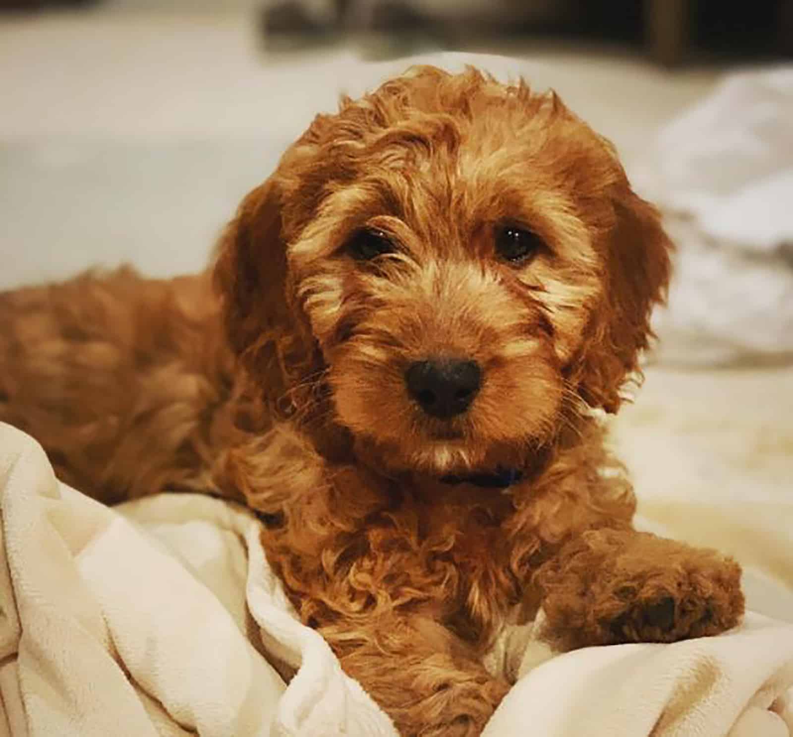 mini irish doodle puppy lying on the bed