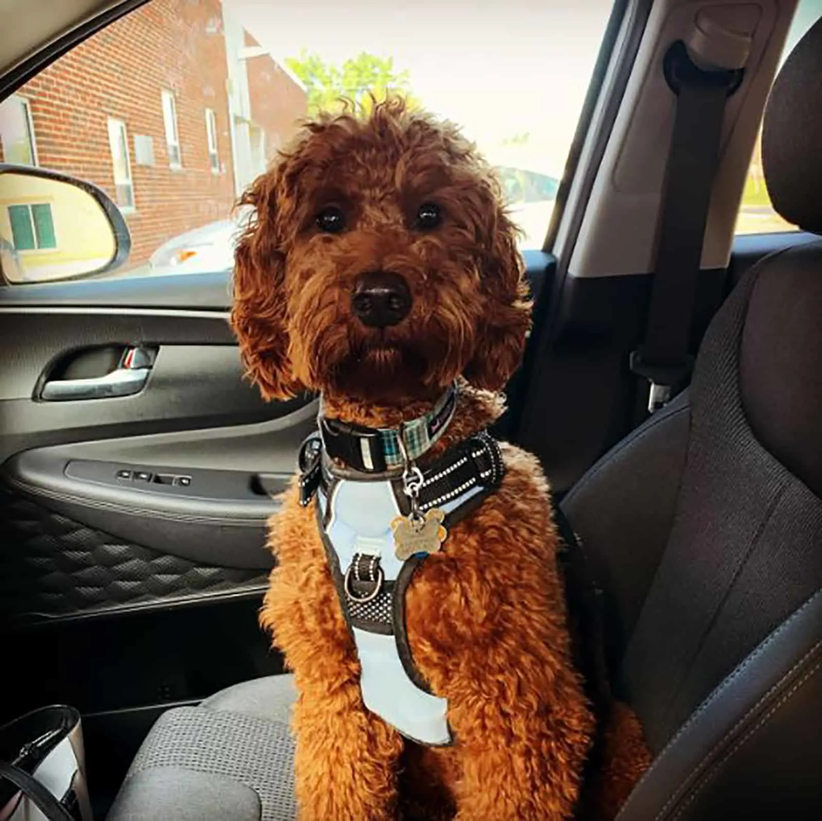 mini irish doodle sitting in the car and looking into camera