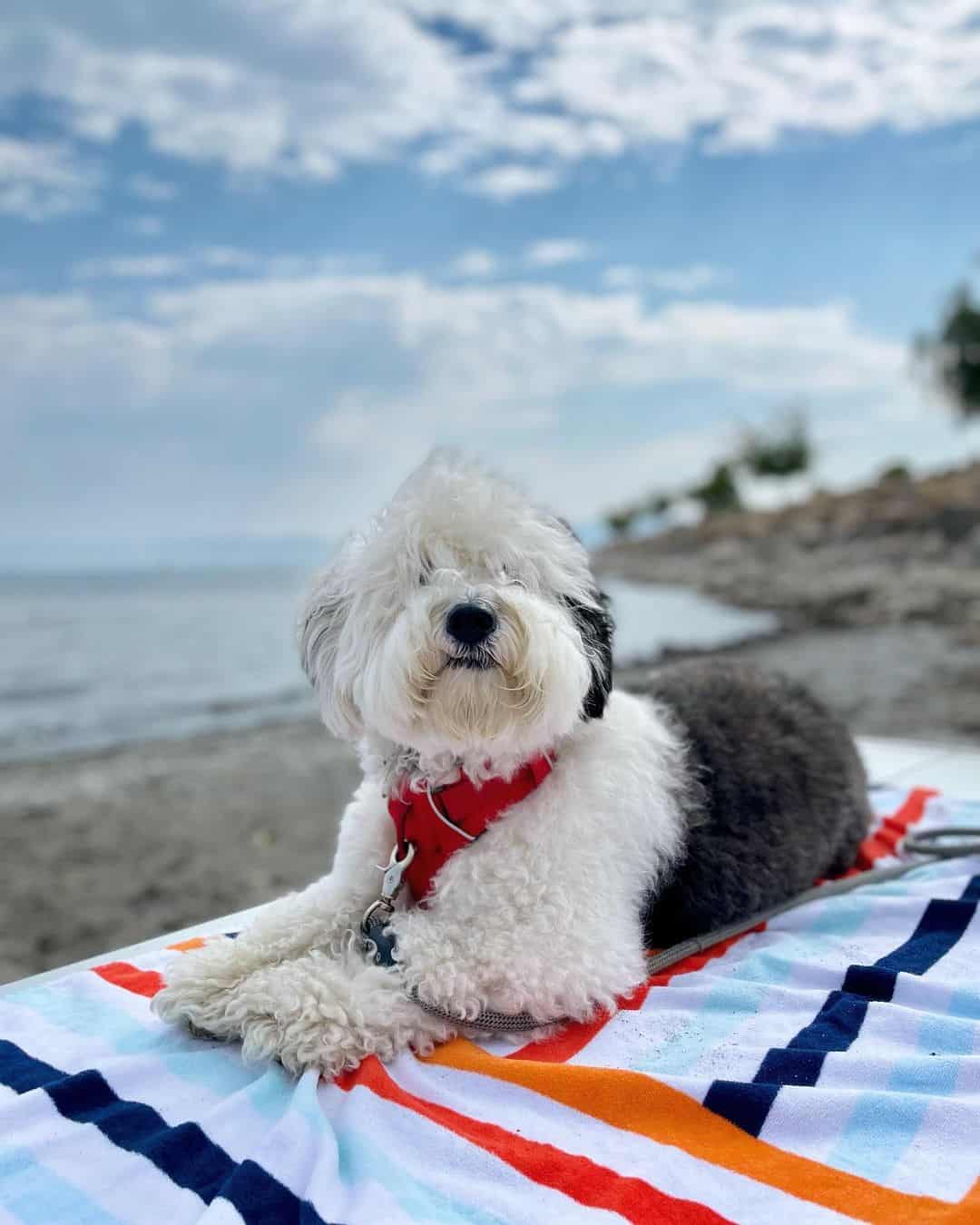 mini sheepadoodle at the beach