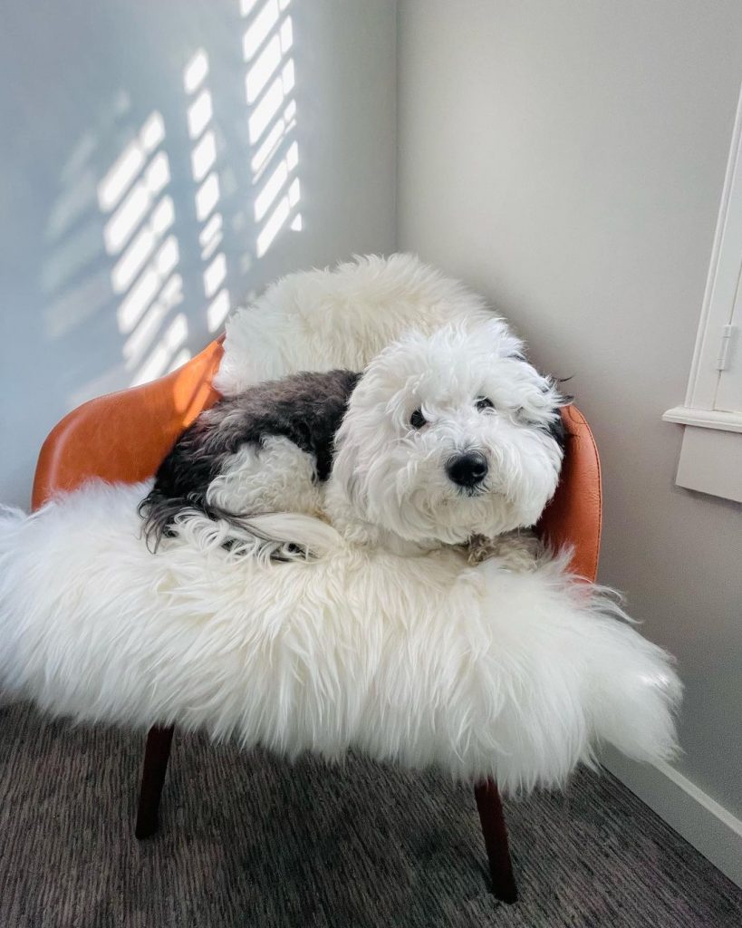 10 Mini Sheepadoodle Breeders In Whom You Can Trust