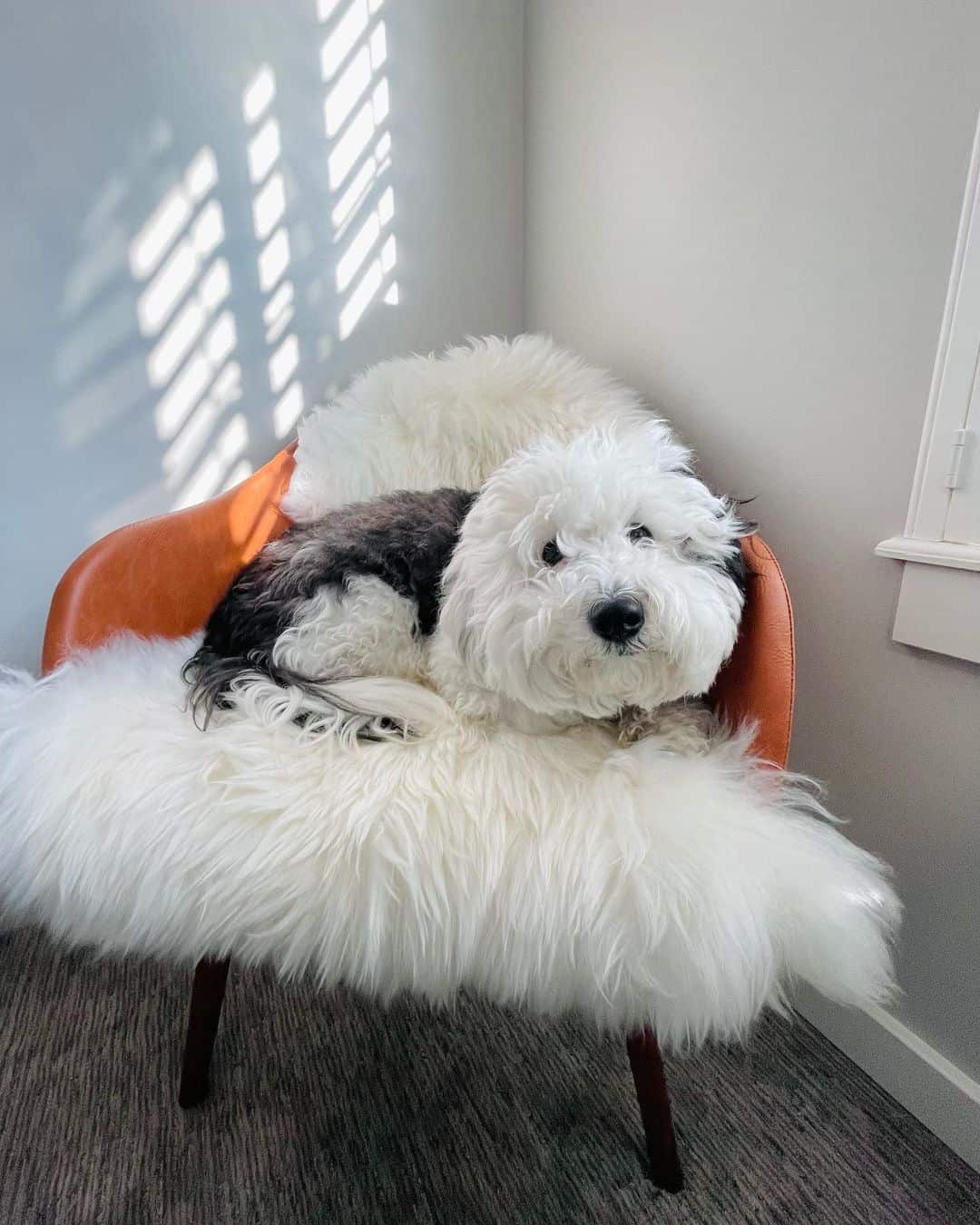 mini sheepadoodle dog