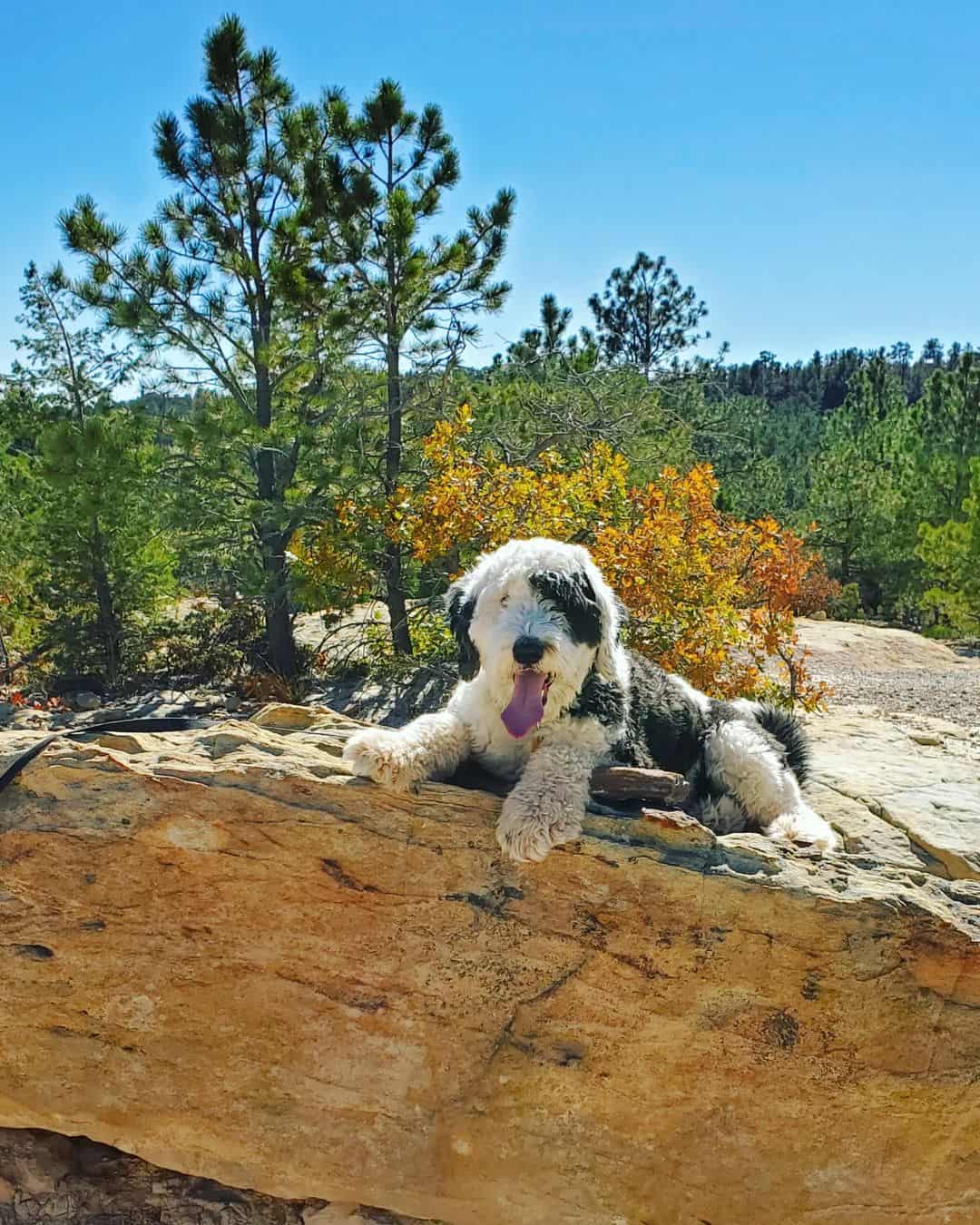 mini sheepadoodle in nature