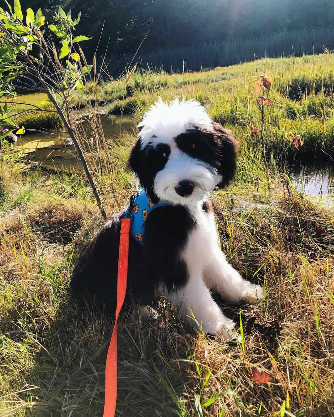 mini sheepadoodle on a leash