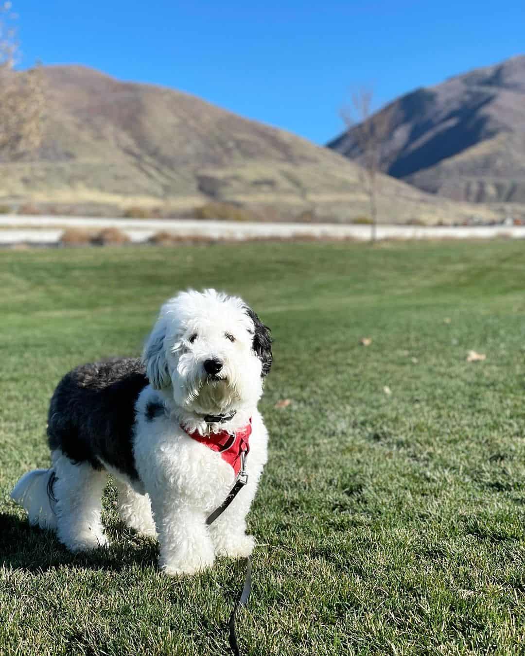 mini sheepadoodle standing in grass